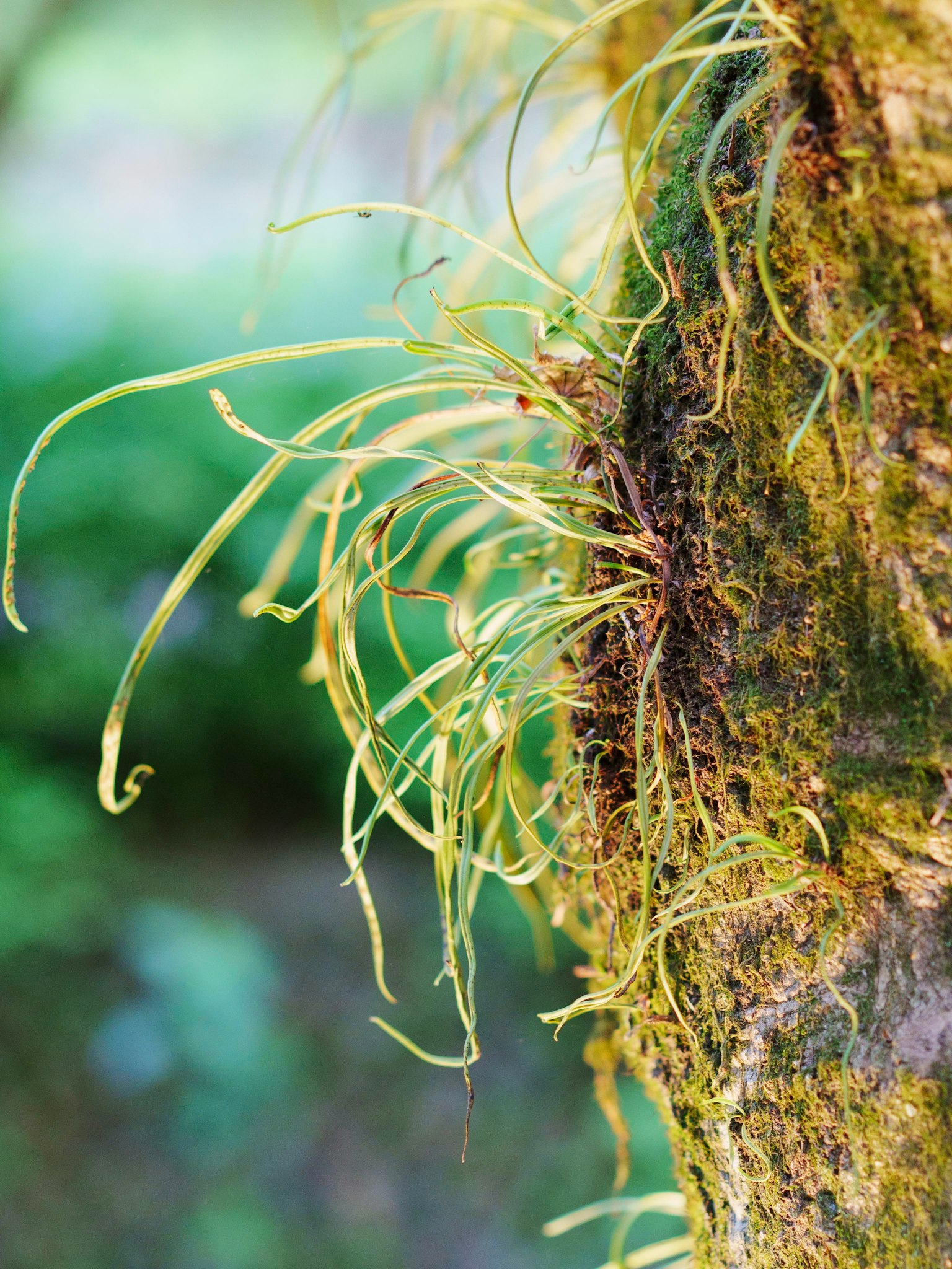 Piante verdi allungate che crescono su un tronco d'albero