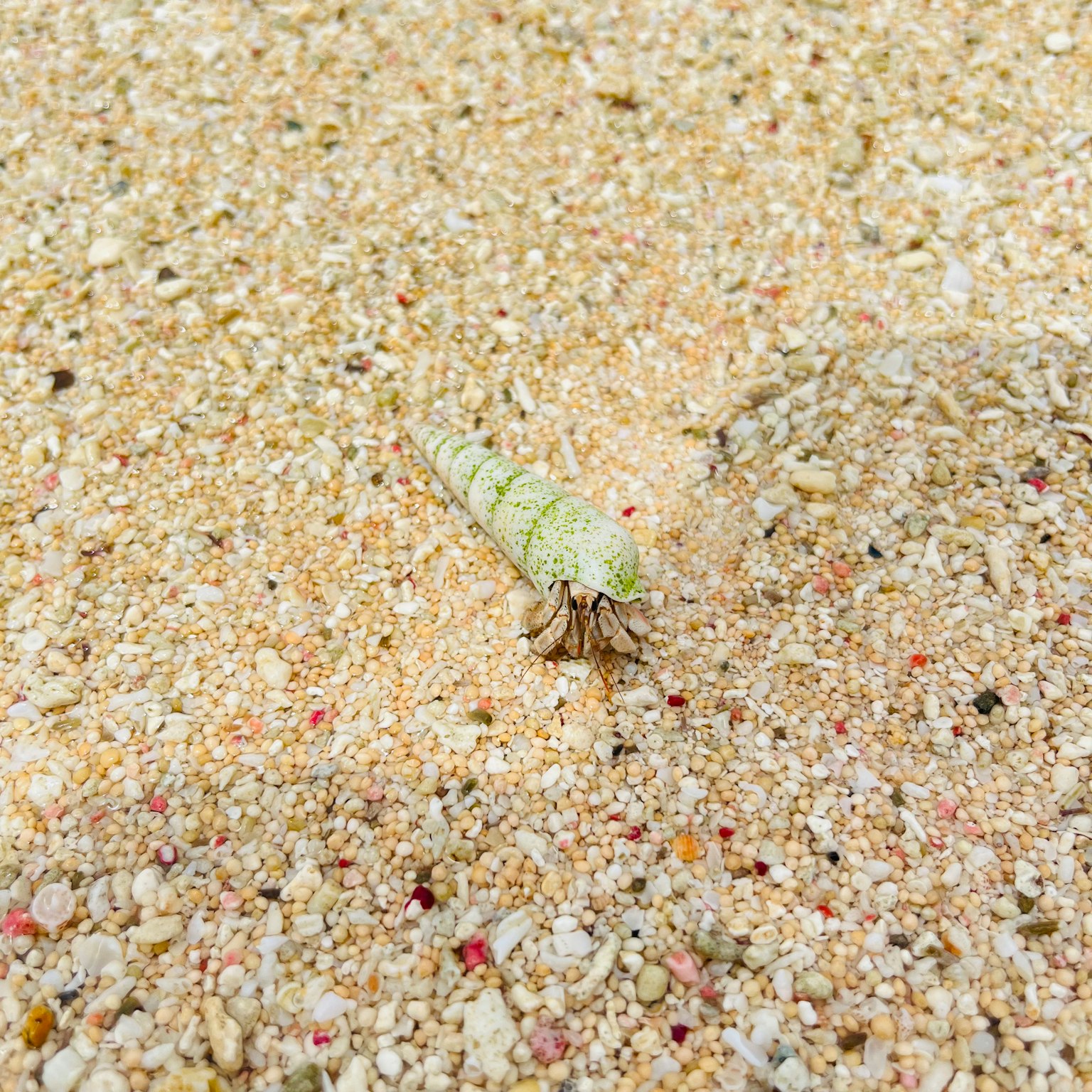 沙滩上有绿色壳的小生物