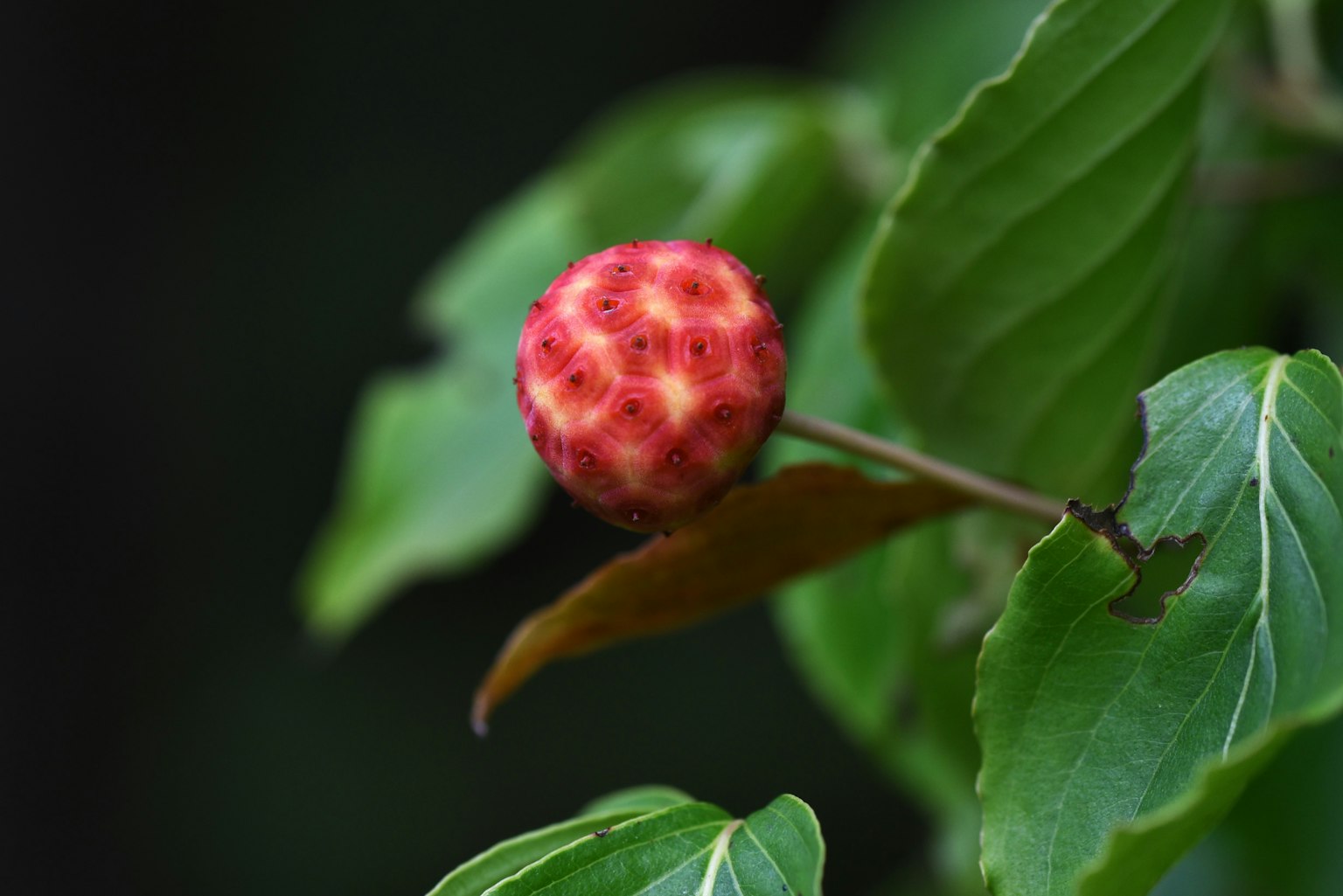 Red fruit surrounded by green leaves