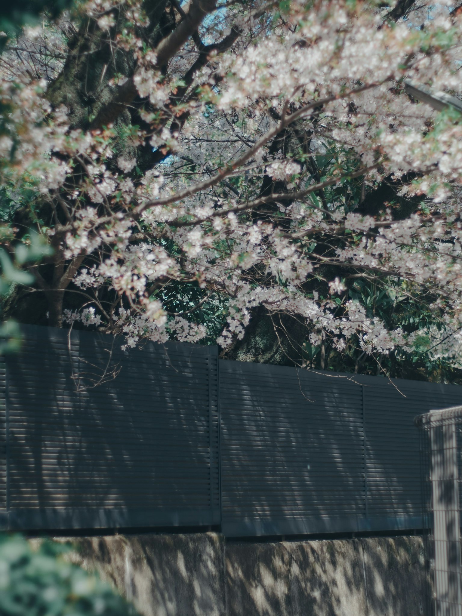 Arbre de cerisier avec des fleurs roses et une clôture noire en arrière-plan