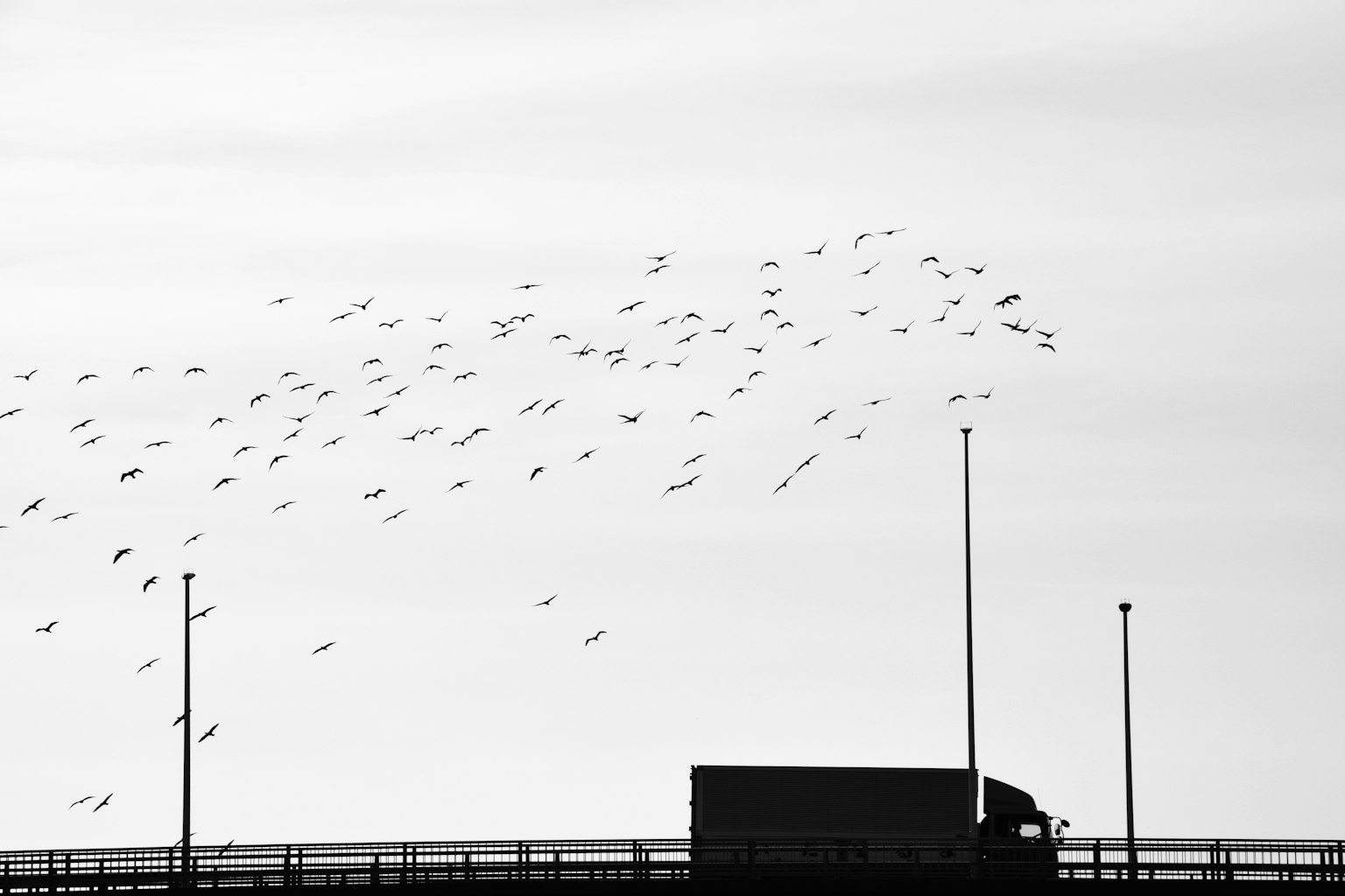 Paysage en silhouette avec un camion noir et blanc et un vol d'oiseaux