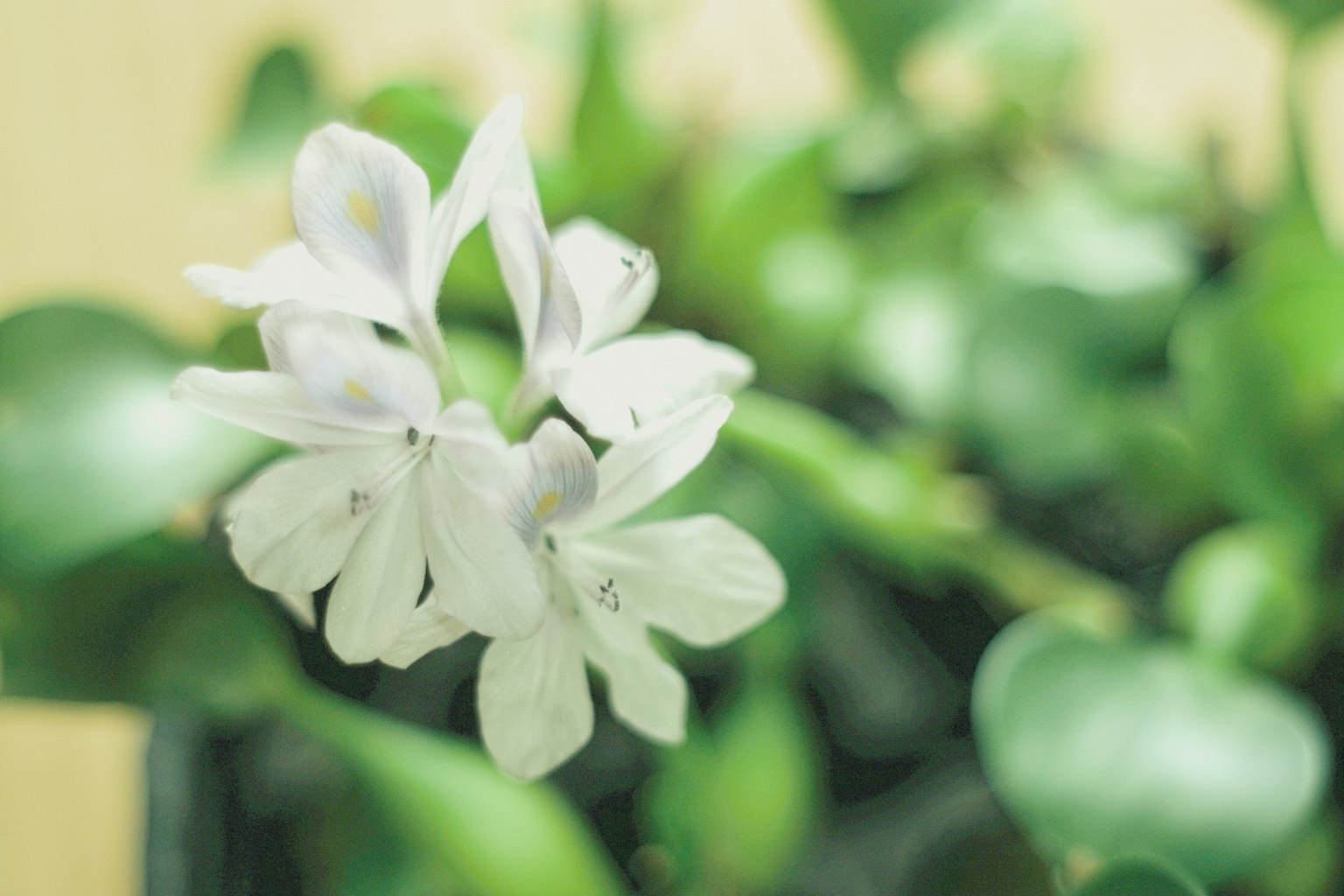 特寫植物，白花和綠葉