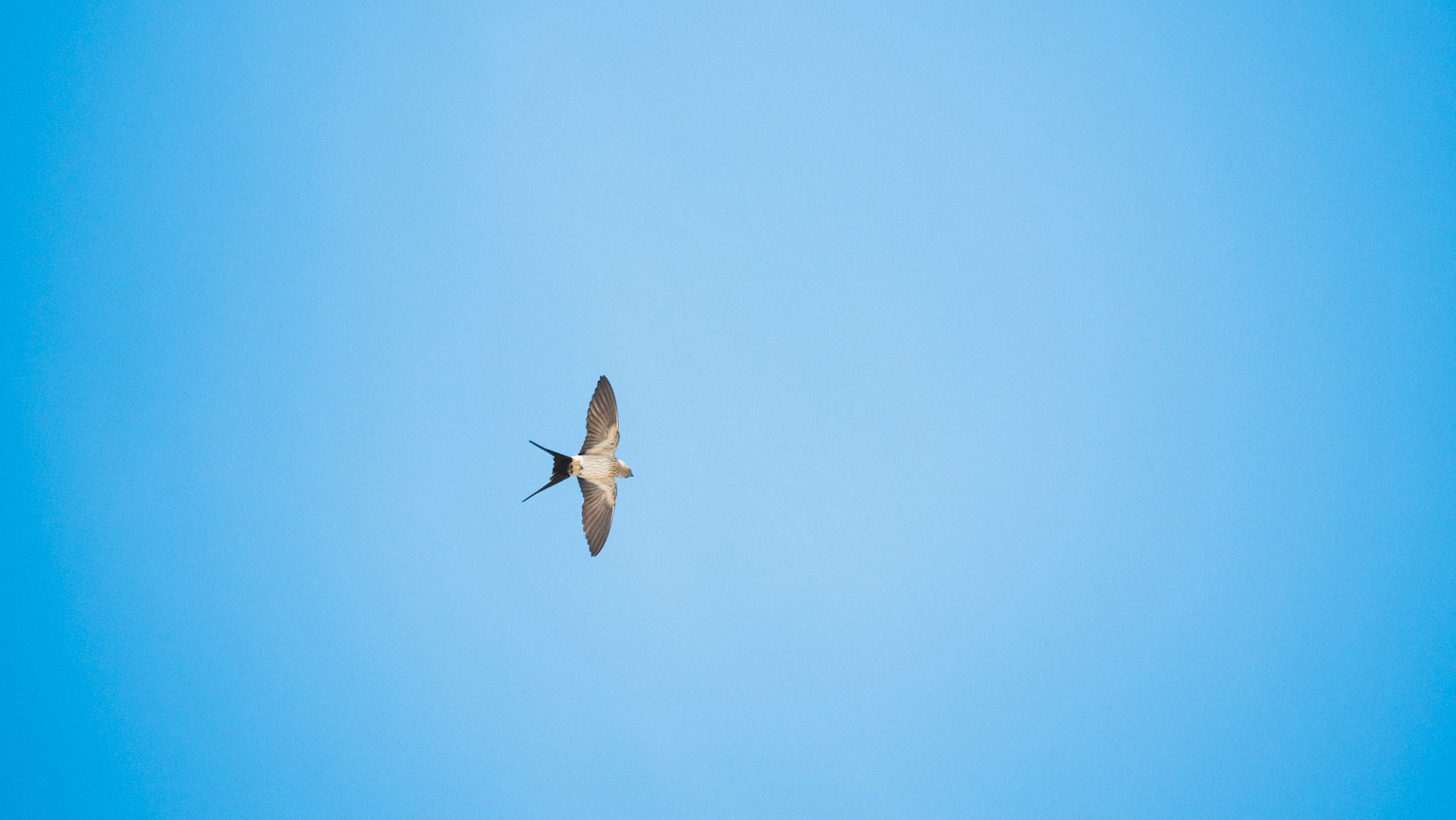 Un uccello che vola contro un cielo blu