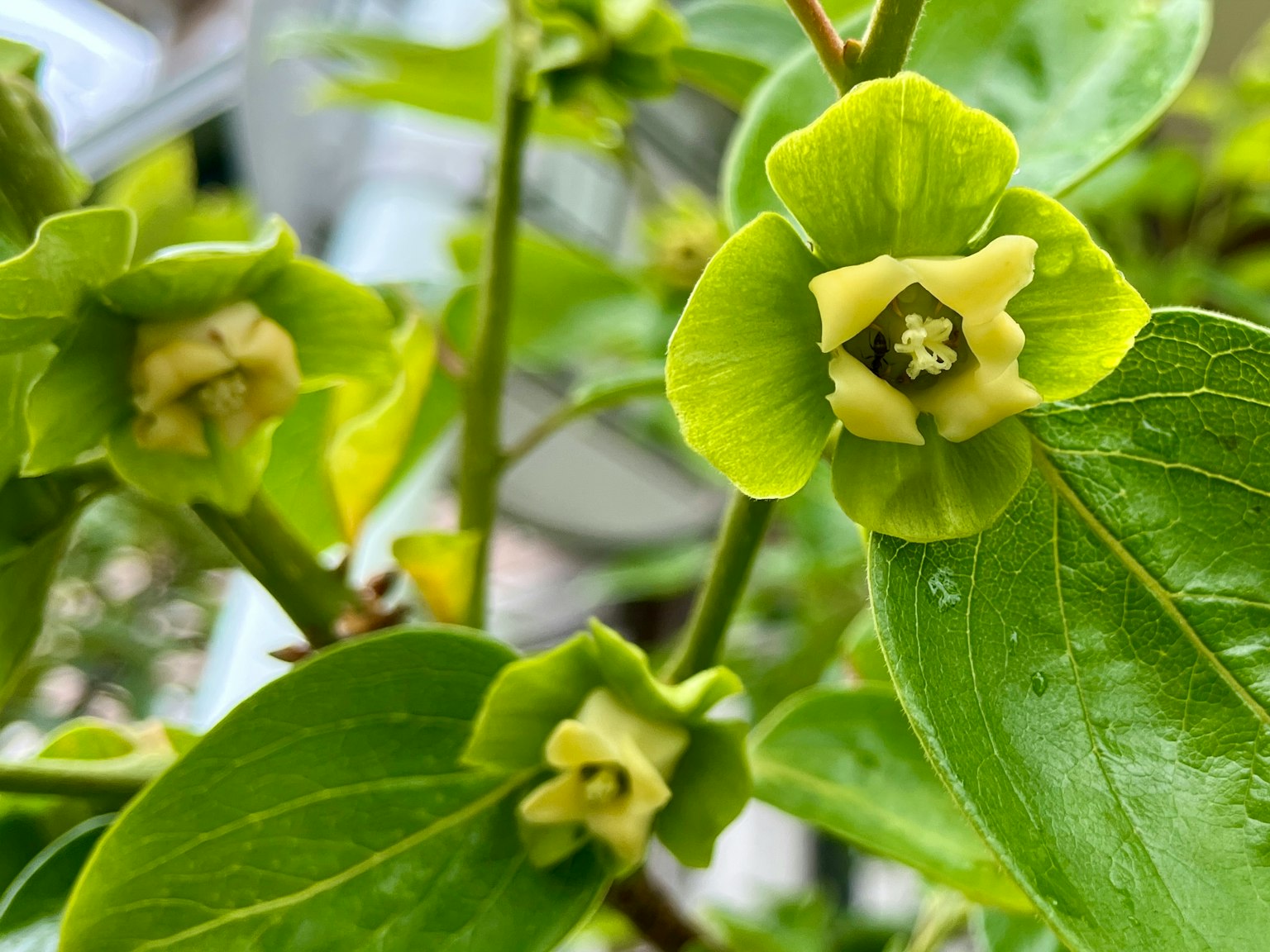Primo piano di una pianta con fiori e foglie verdi