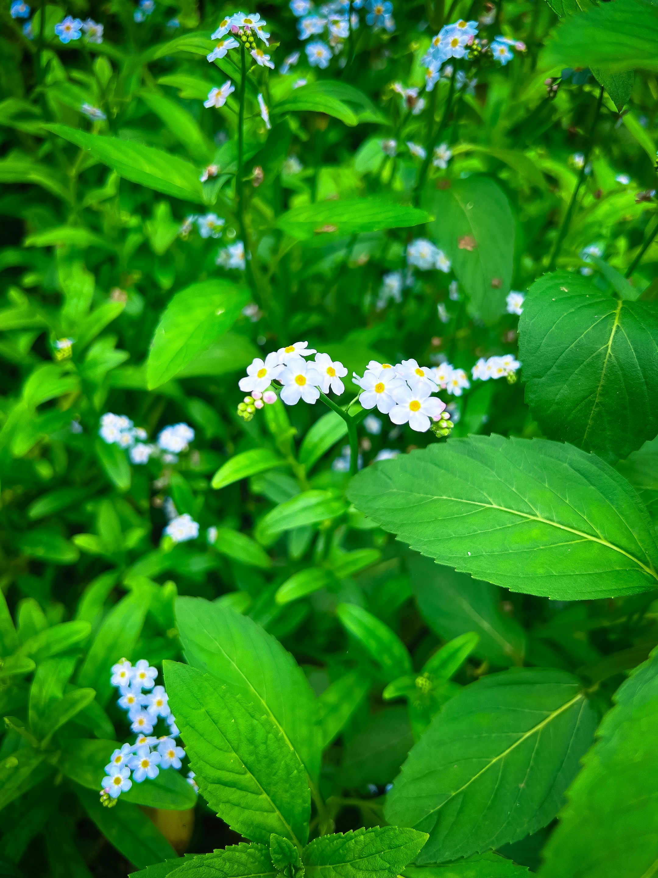 緑の葉に咲く小さな白い花の群生