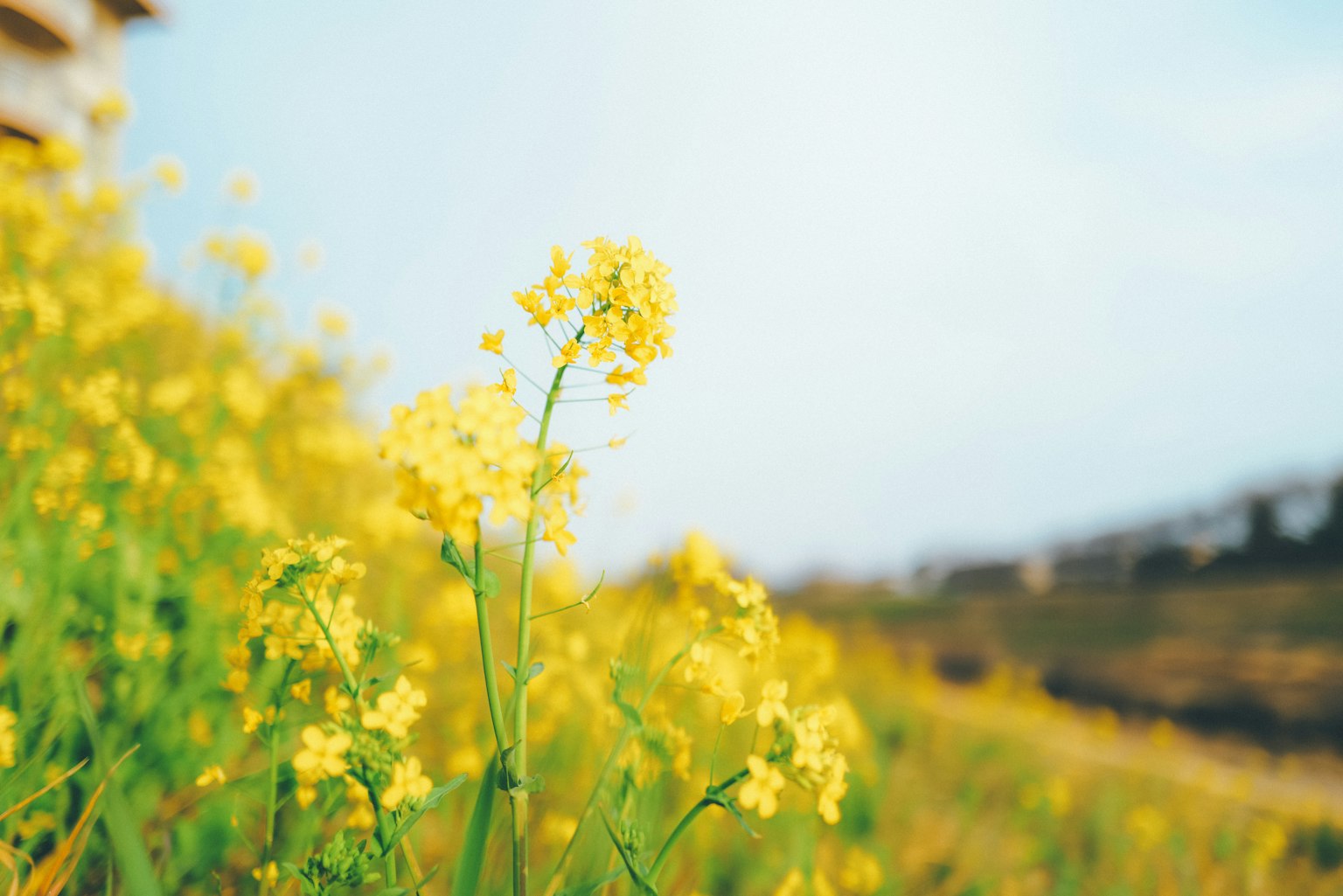 Acercamiento de flores amarillas en un campo