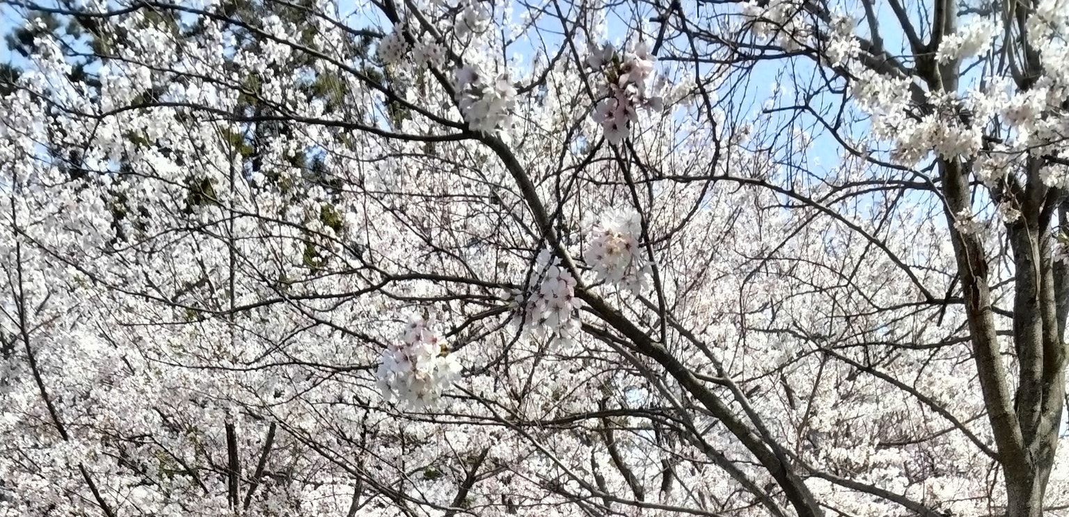 Ramas de cerezos en flor con flores blancas contra un cielo azul
