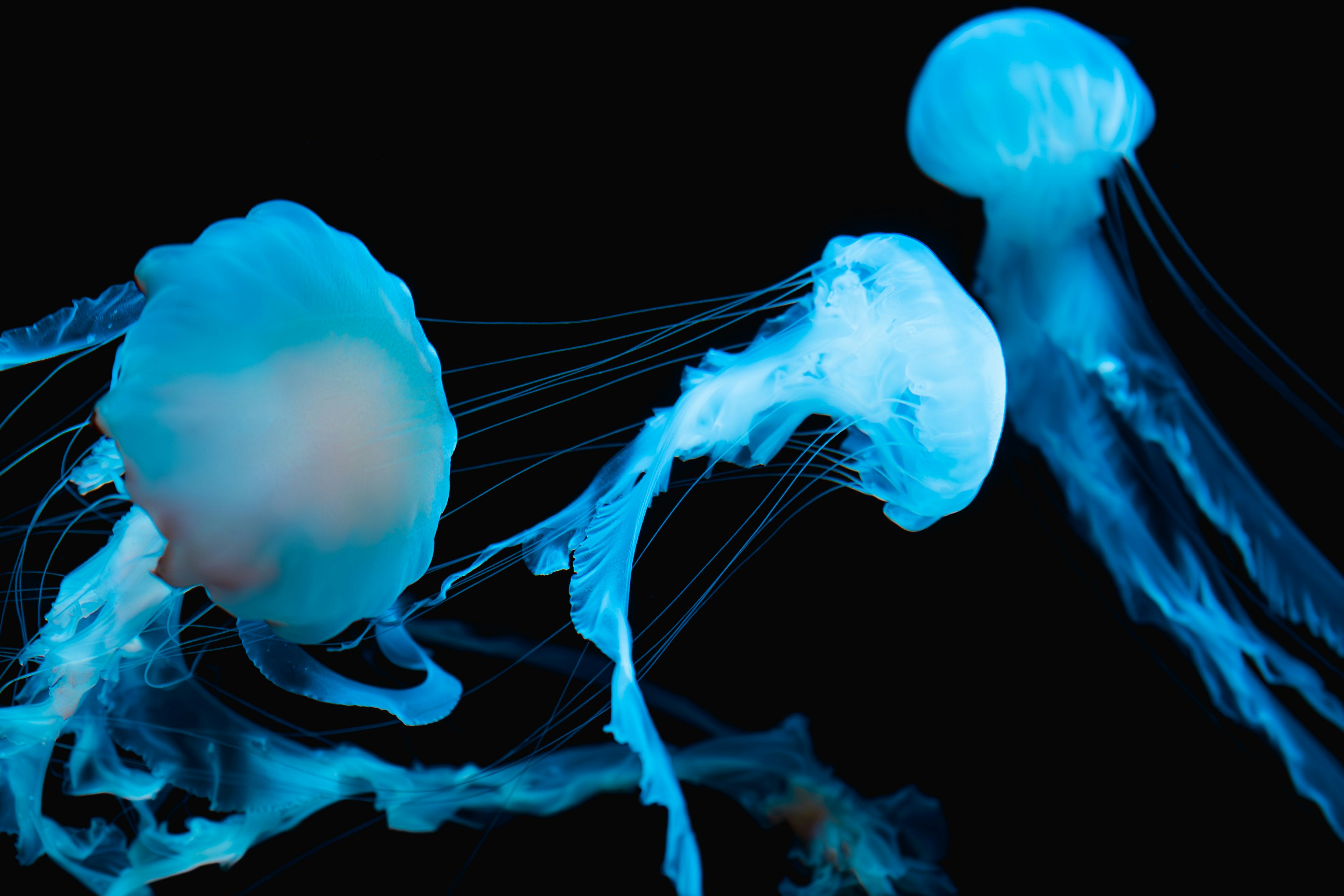 青いクラゲのような発光する生物の抽象的な水中表現