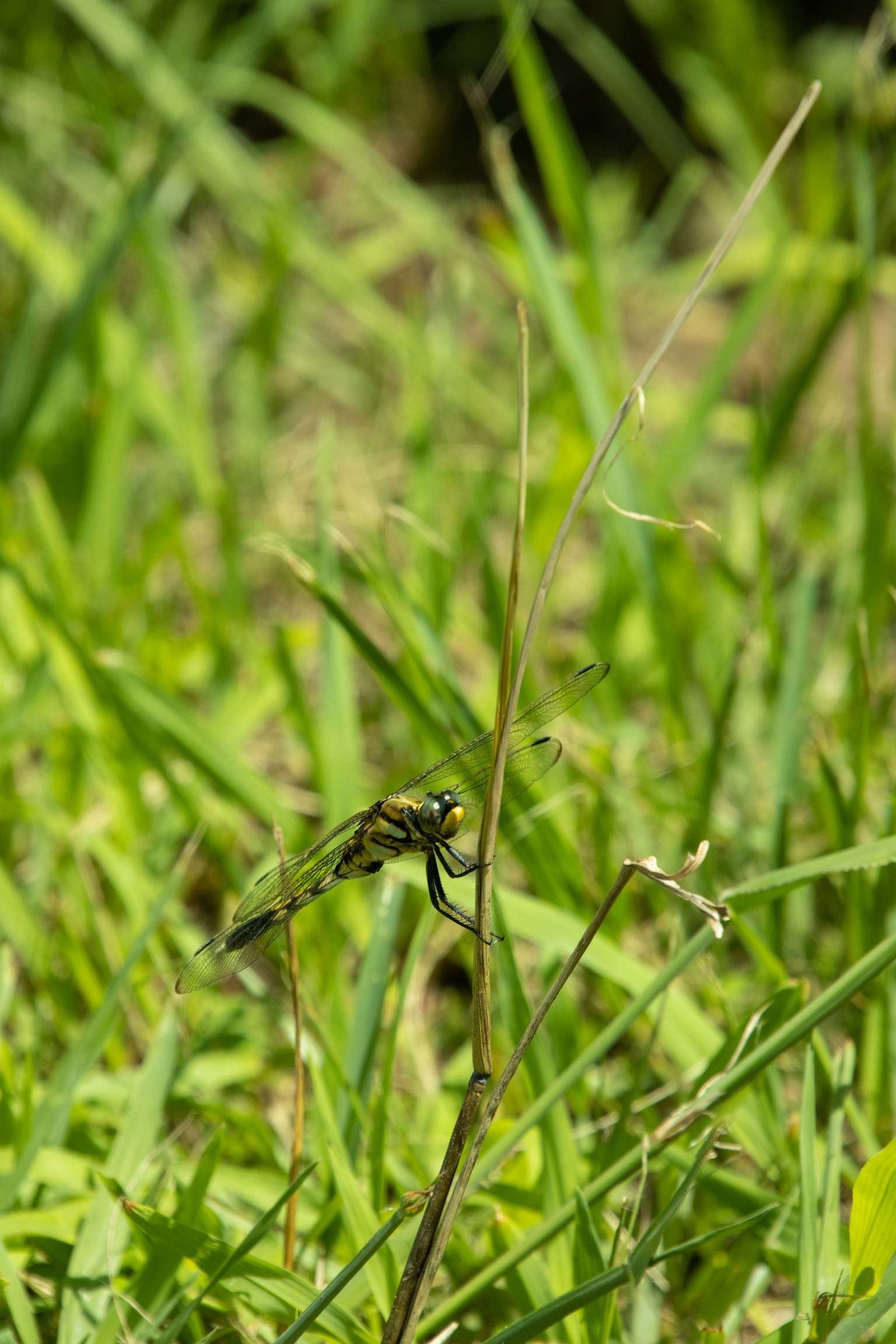 Primo piano di una libellula appollaiata su un filo d'erba nella vegetazione verde