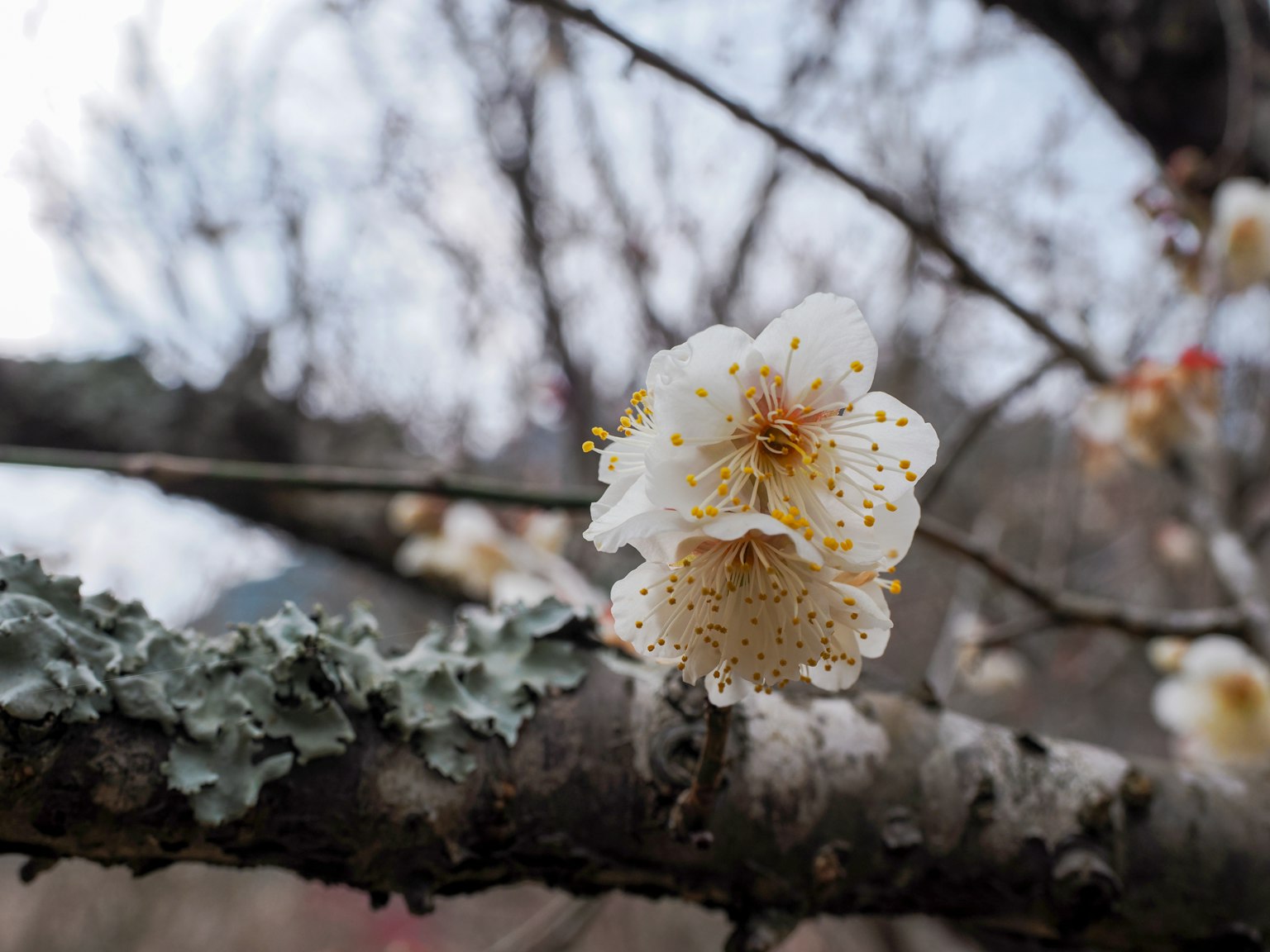 Flor de ciruelo blanca floreciendo en una rama
