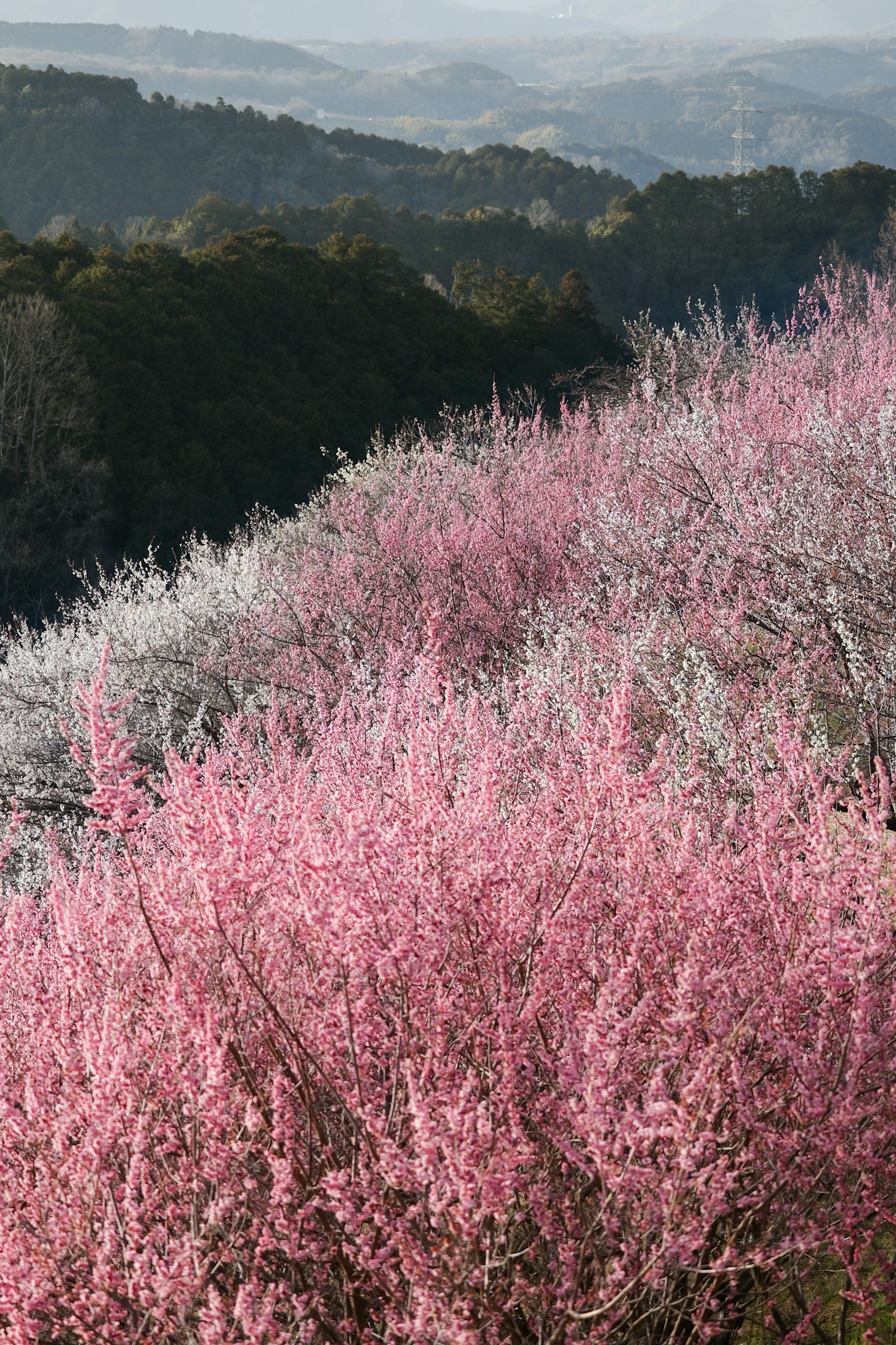 Landscape with blooming pink and white plum blossoms