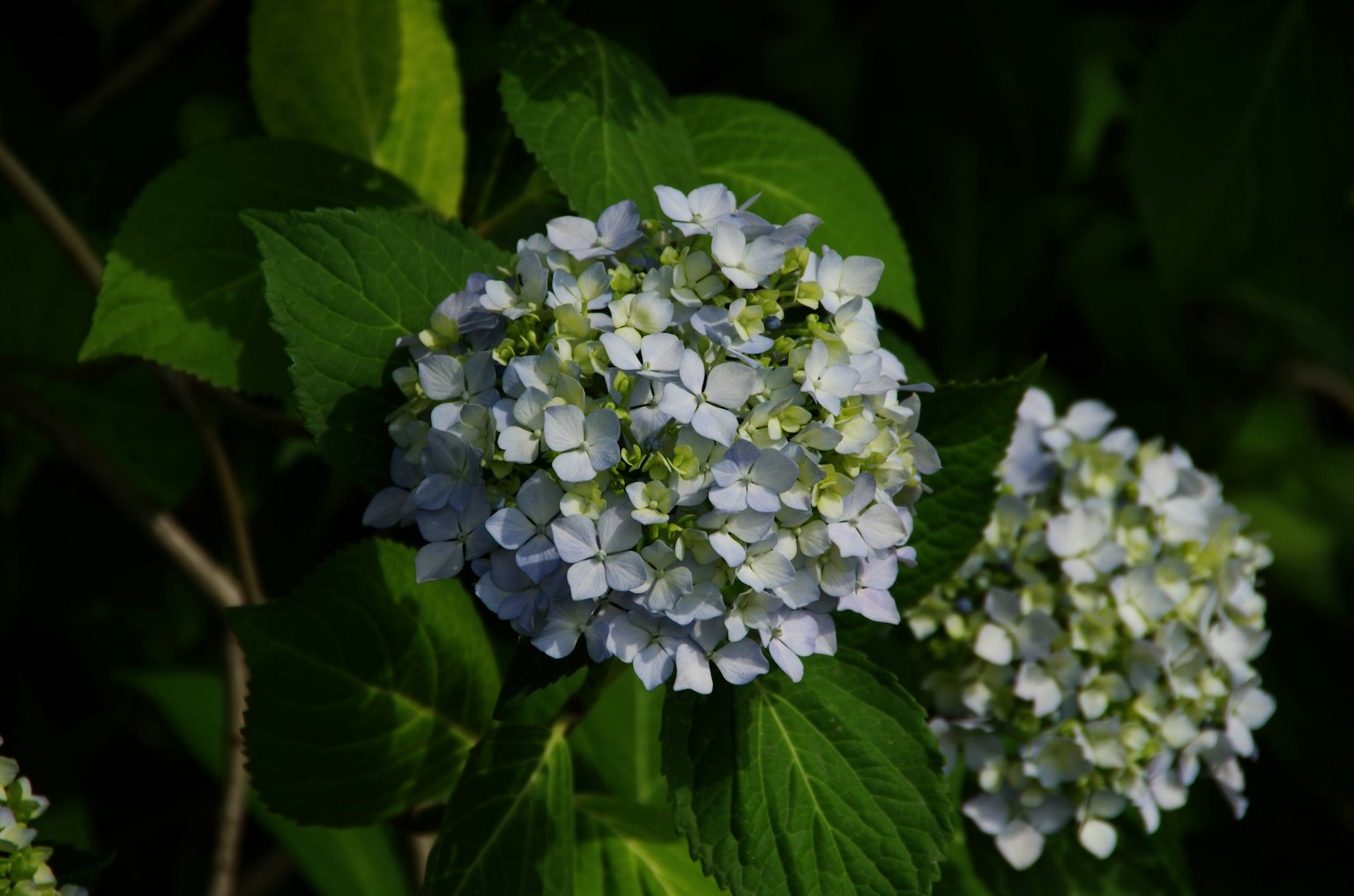 Cluster of hydrangea flowers with pale blue petals and green leaves