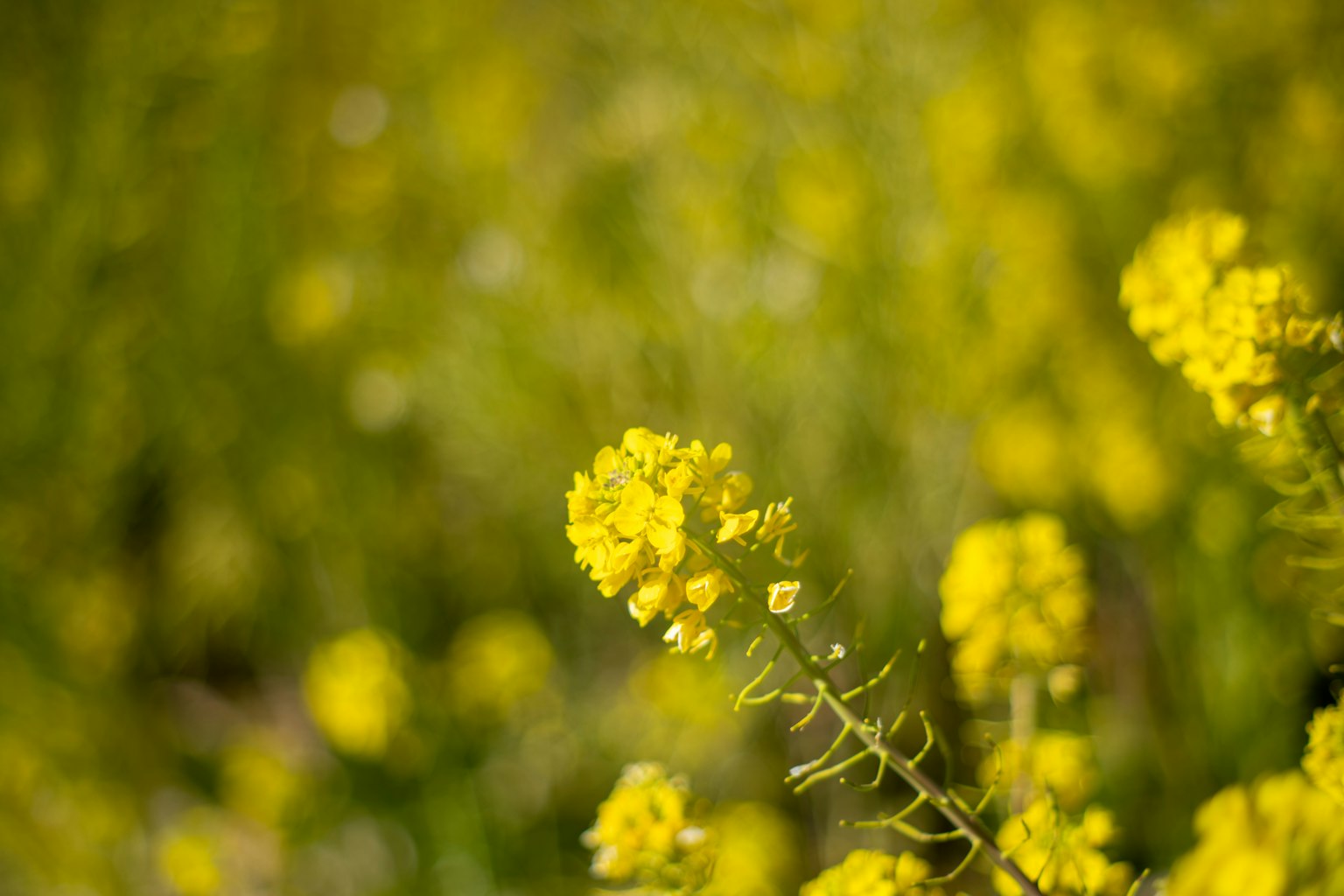 A vibrant landscape filled with blooming yellow flowers
