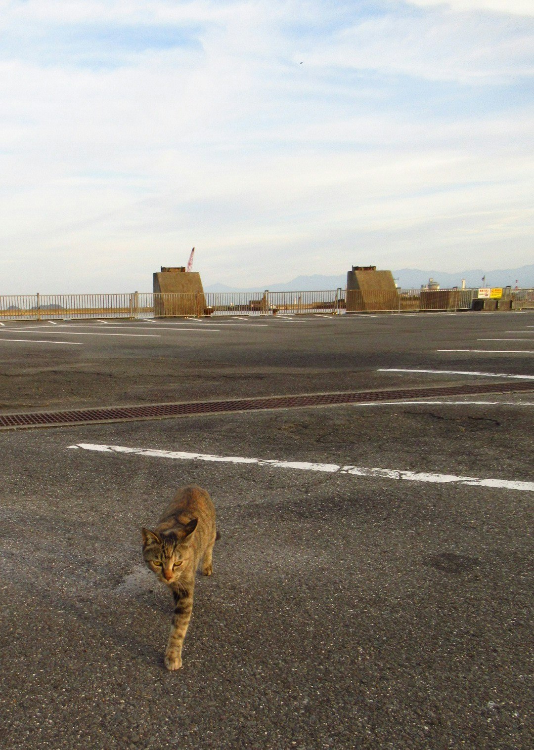 dog walking on a wide road with distant fencing