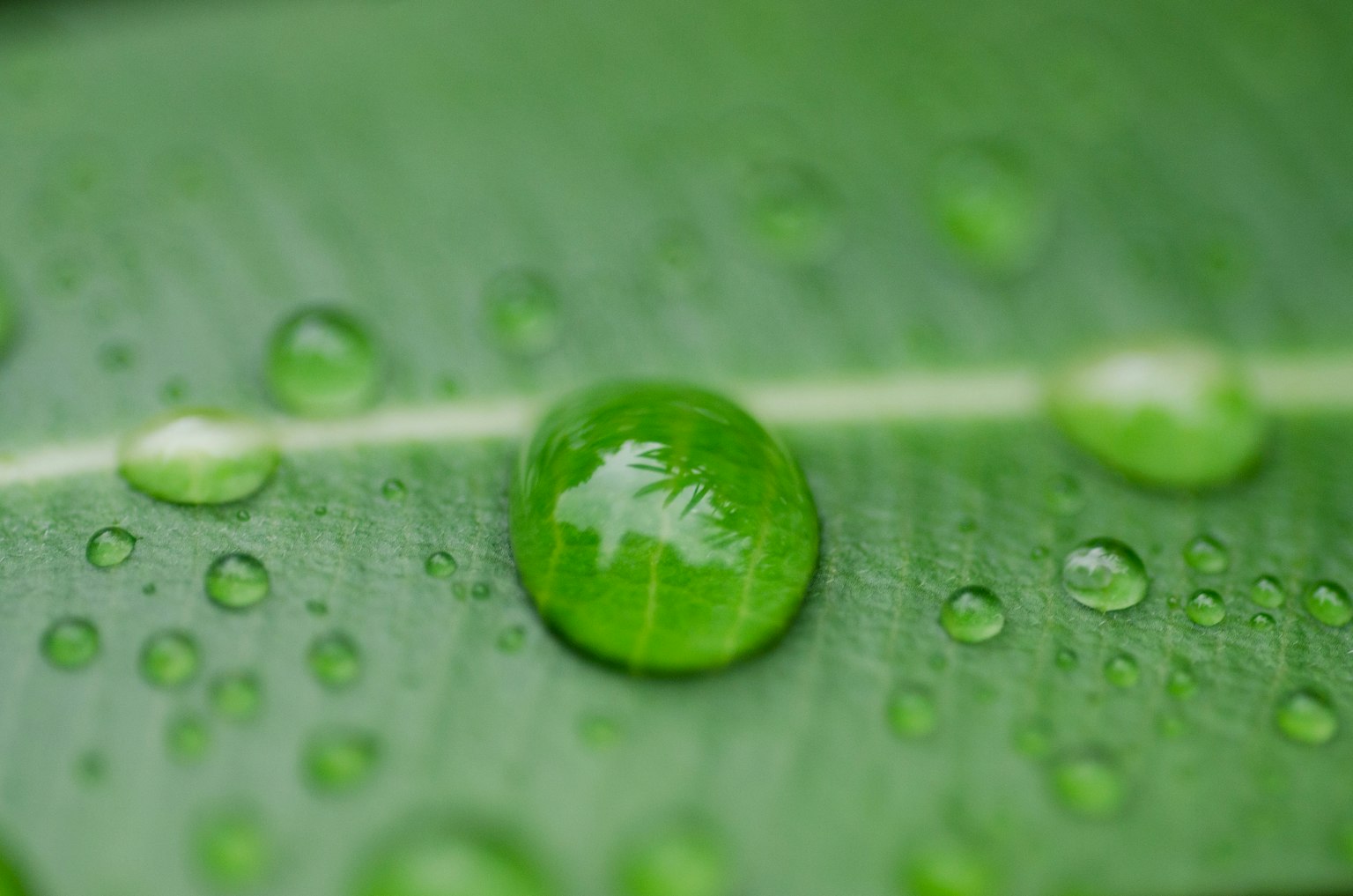 Una goccia d'acqua su una foglia con uno sfondo verde