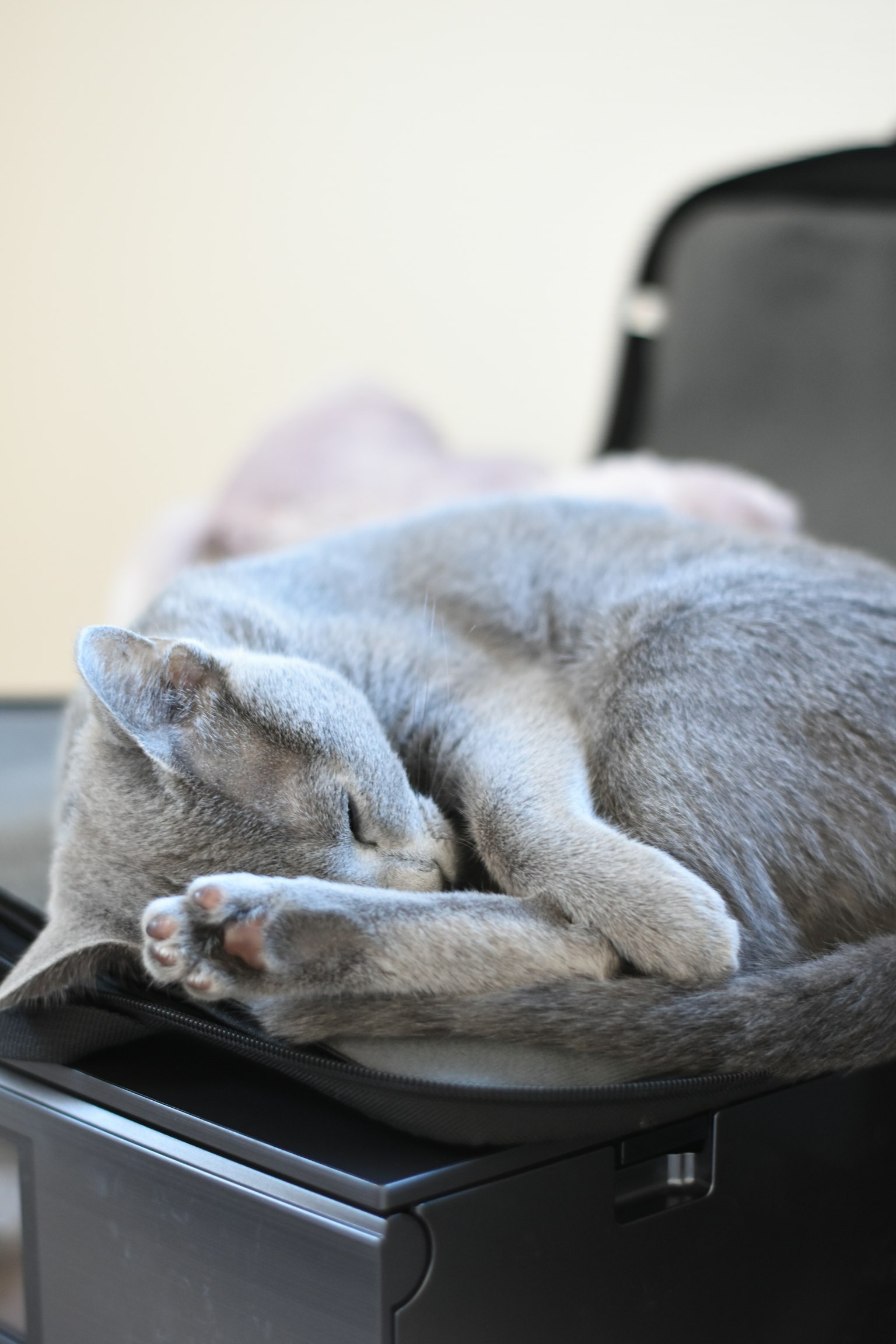 Eine graue Katze, die auf einem Koffer zusammengerollt schläft