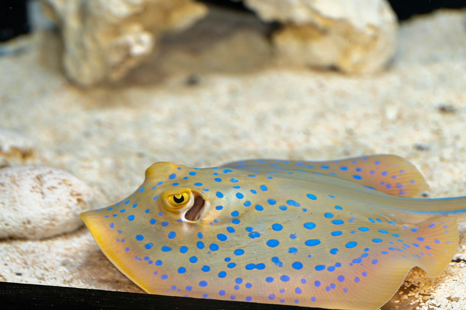 Un pesce sega maculato che nuota sulla sabbia
