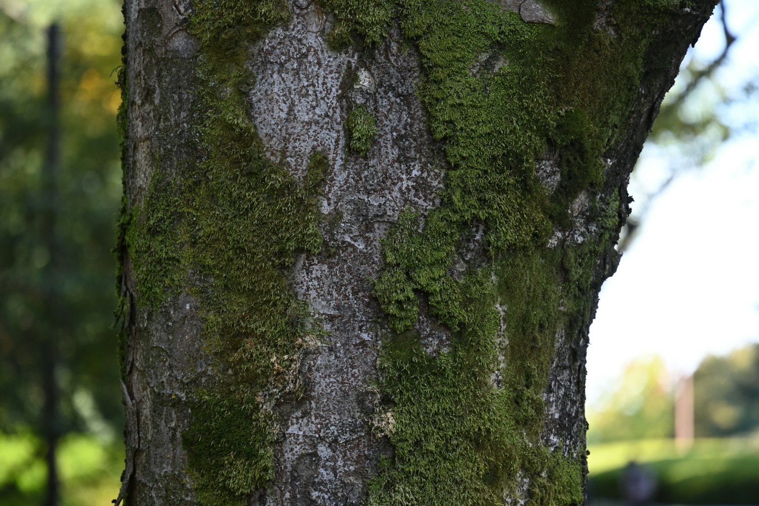 Gros plan sur un tronc d'arbre recouvert de mousse verte