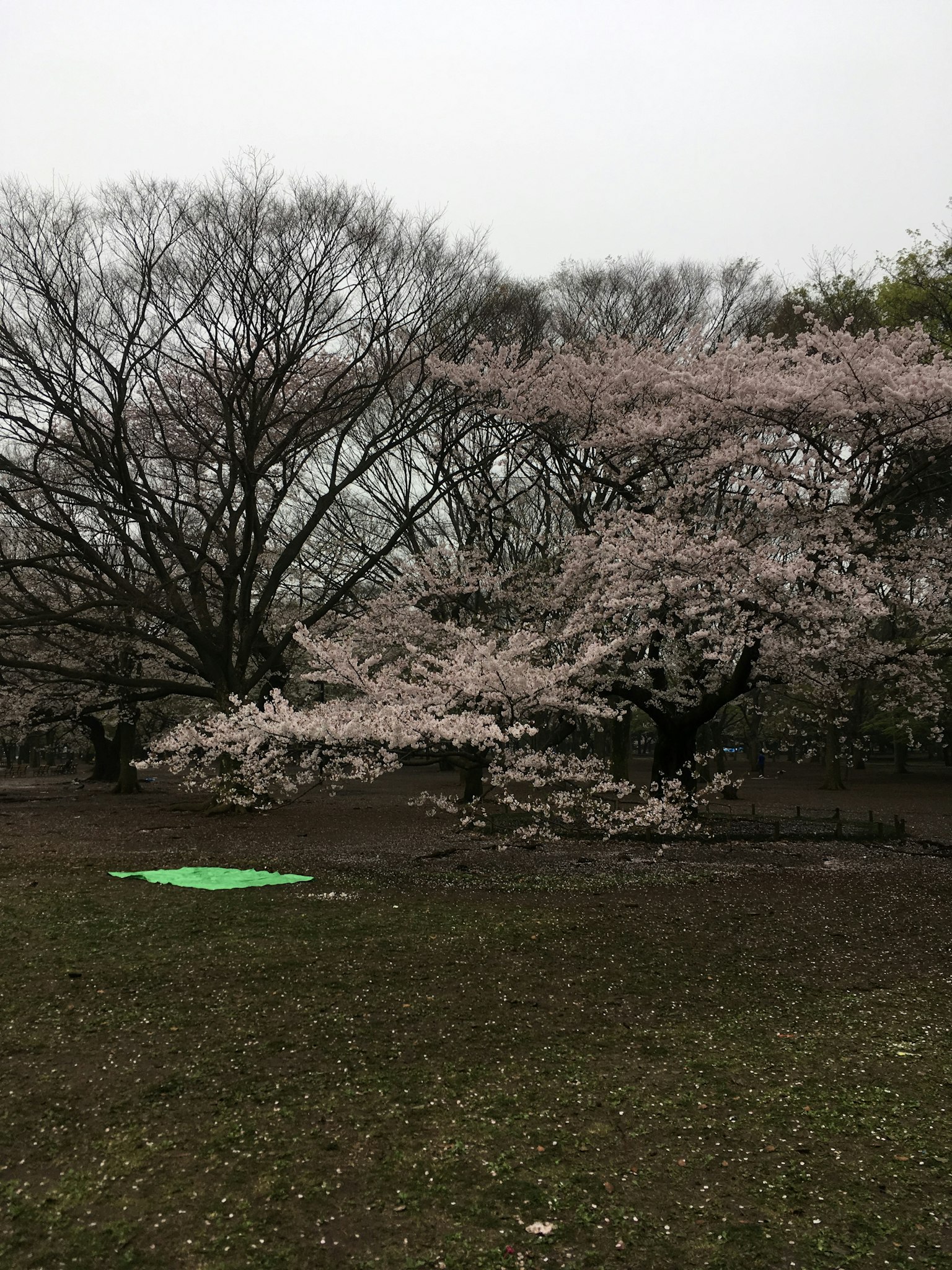 公园里的樱花树和地上的绿色垫子
