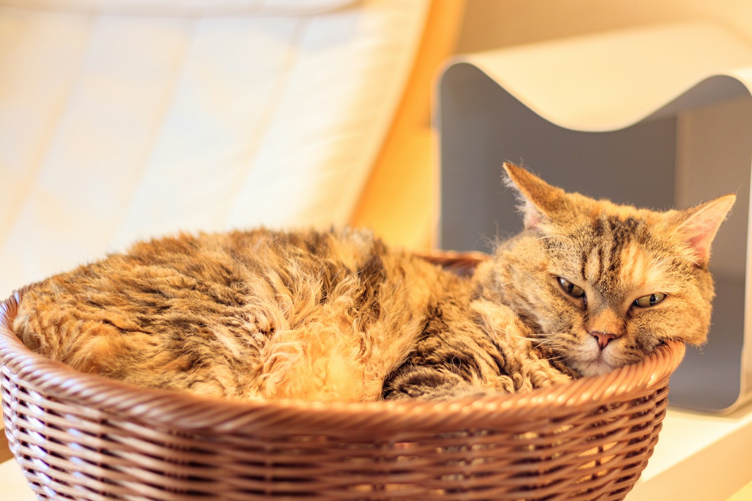 Un chat se relaxant dans un panier avec un pelage duveteux et une expression détendue