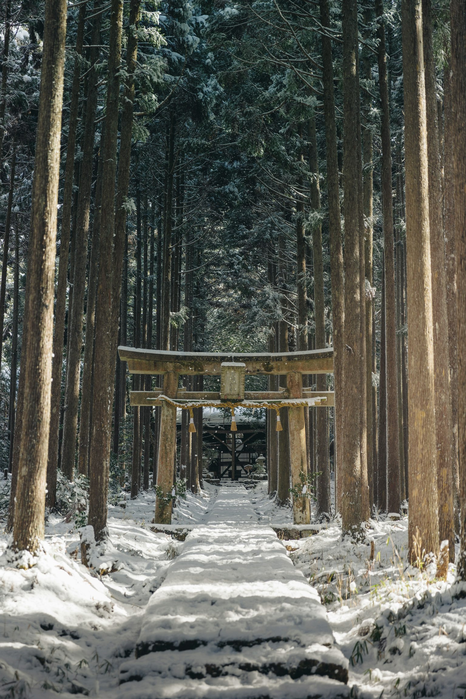 Torii en un bosque nevado con un camino de nieve