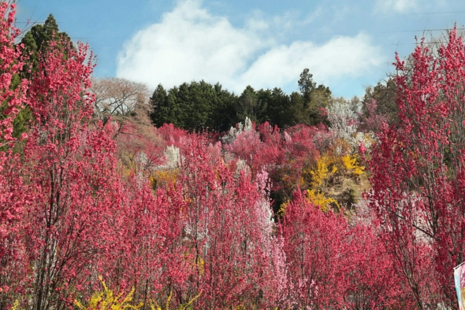 鲜艳的粉色开花树木，背景为绿色森林和蓝天
