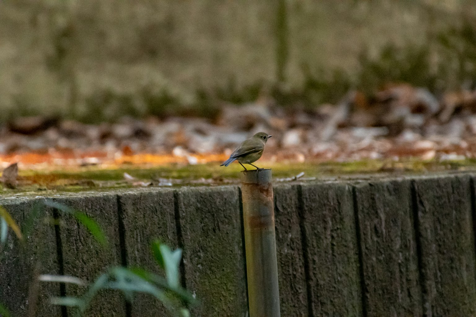 Un piccolo uccello appollaiato su un palo di legno con uno sfondo di foglie cadute