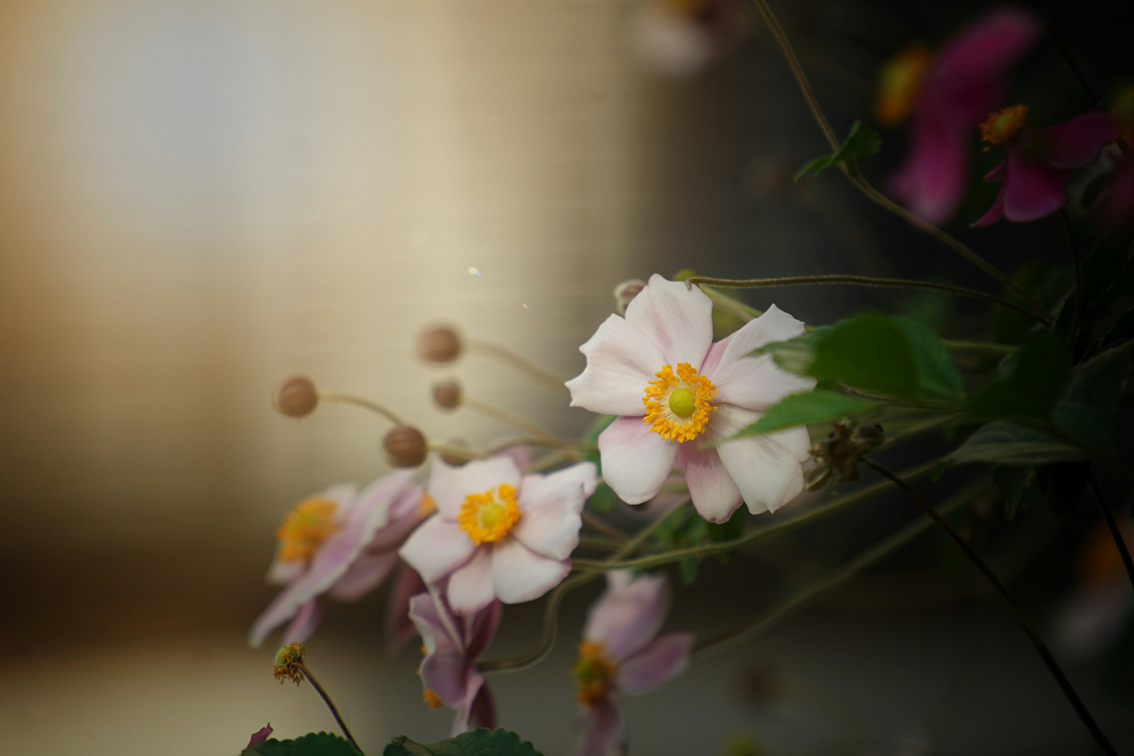 Primer plano de flores de anémona y capullos