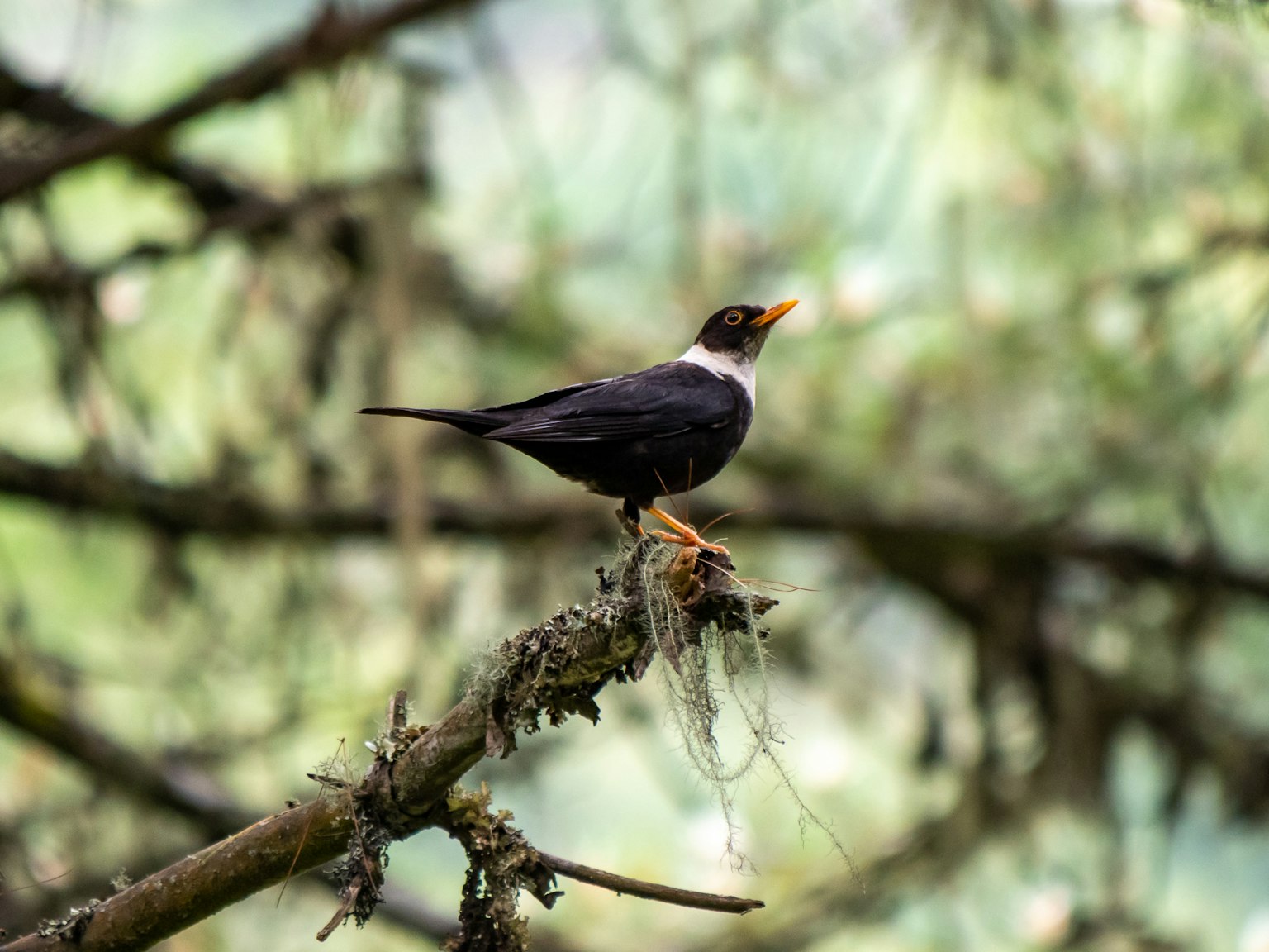 Un oiseau noir et blanc perché sur une branche dans une forêt luxuriante