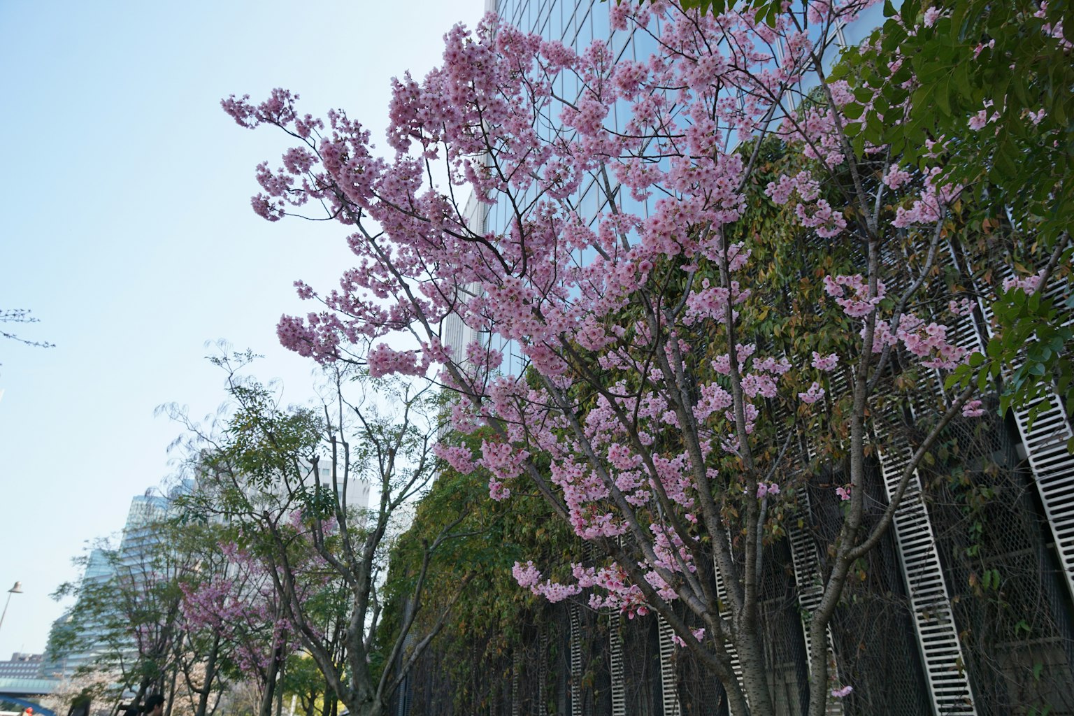 Vue de rue avec des cerisiers en fleurs