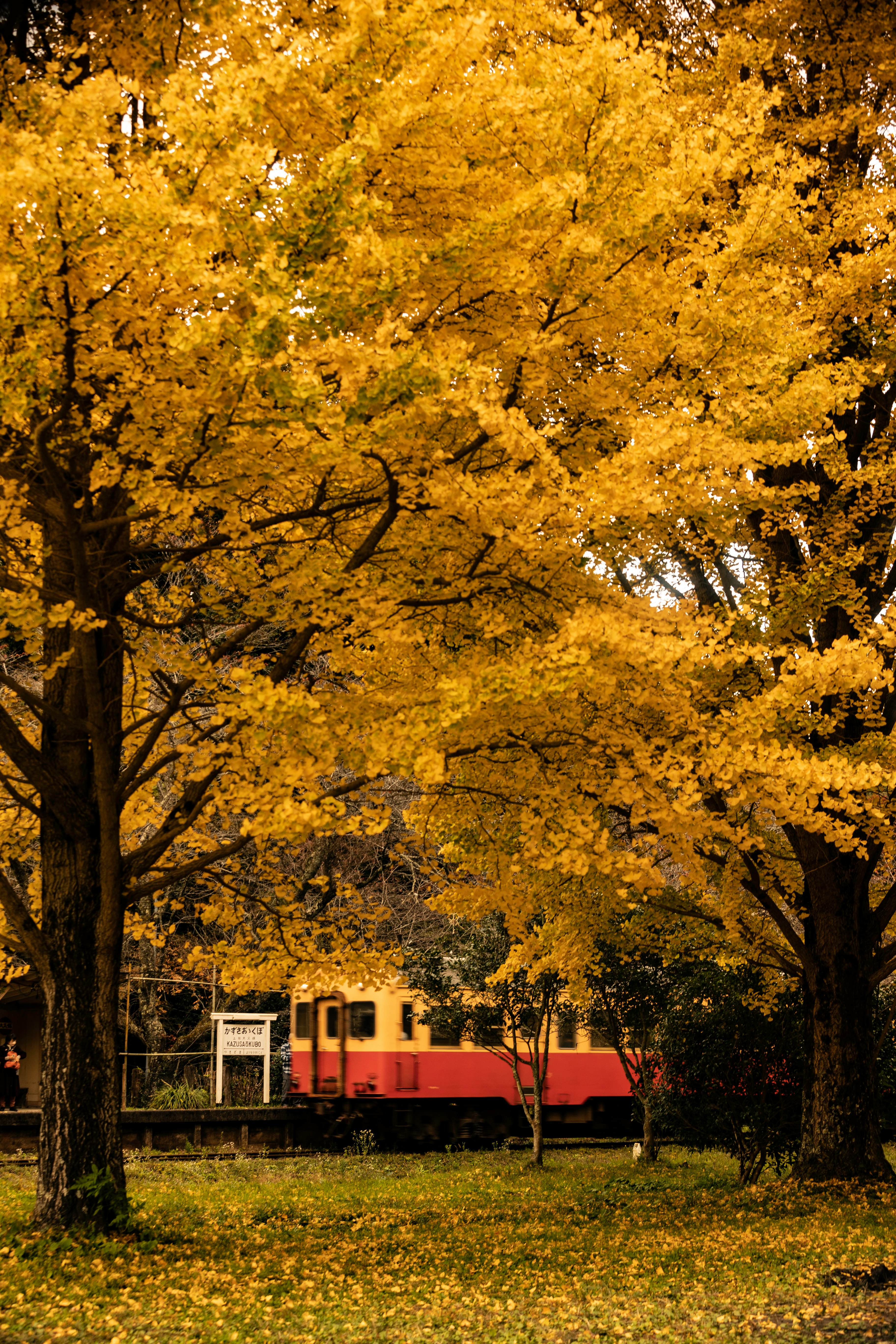 秋の黄葉に囲まれた草地と列車のある風景