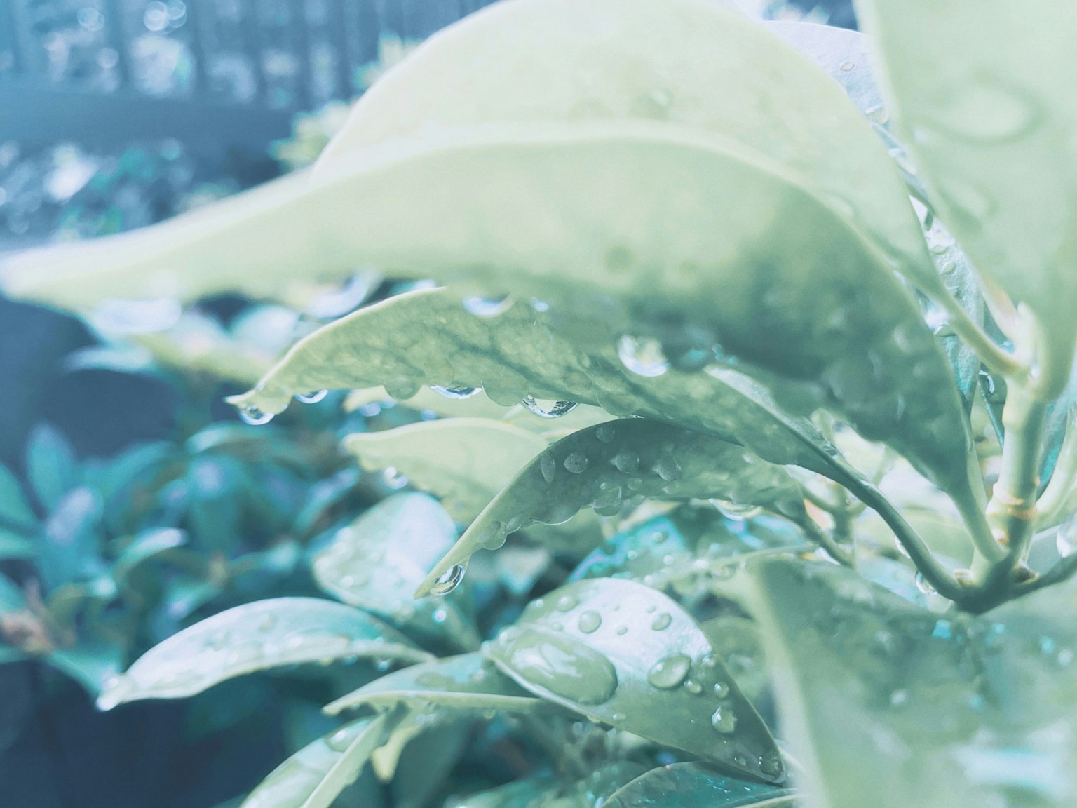 Foto close-up daun hijau dengan tetesan air