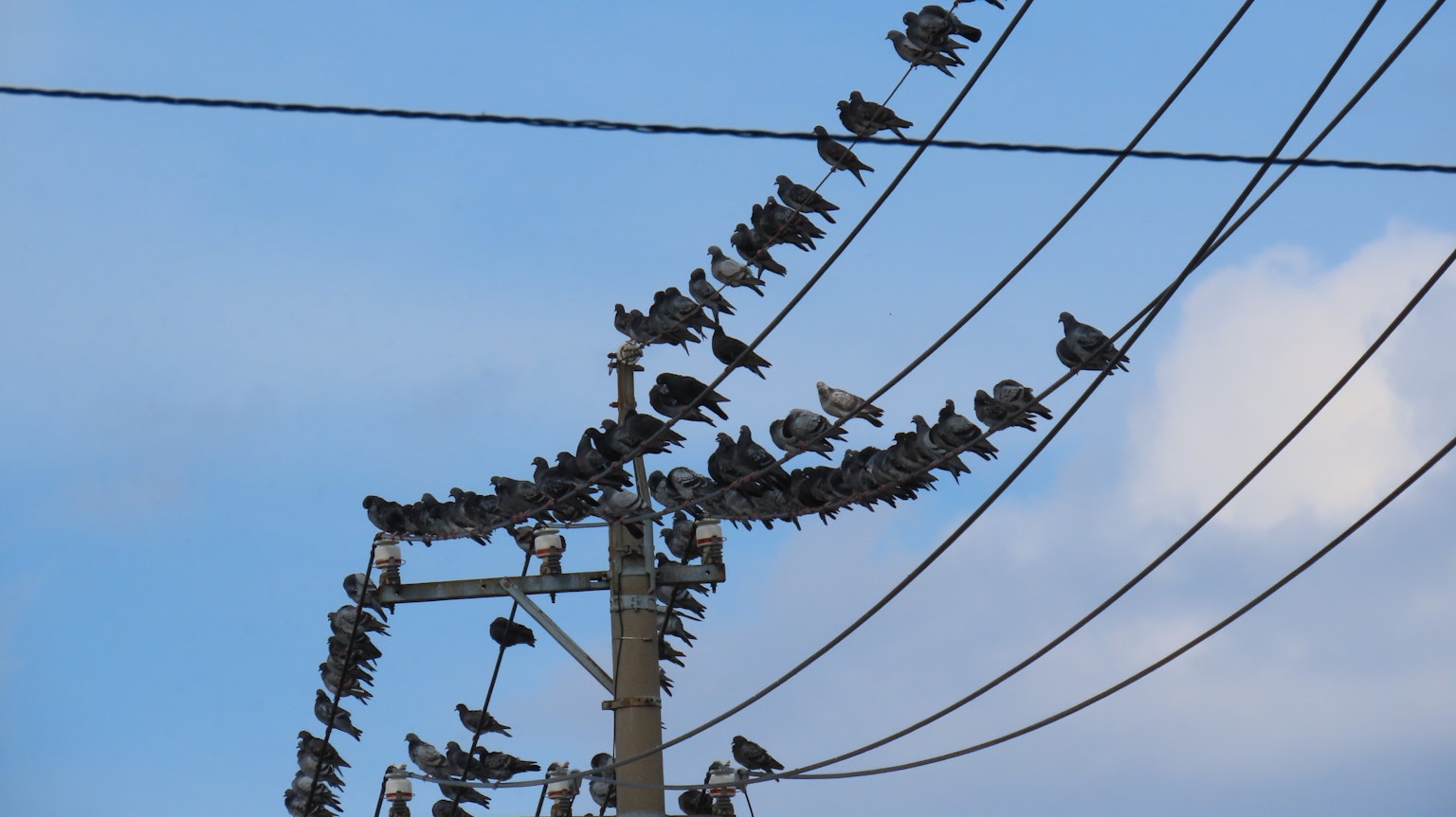 De nombreux oiseaux perchés sur des lignes électriques sous un ciel bleu