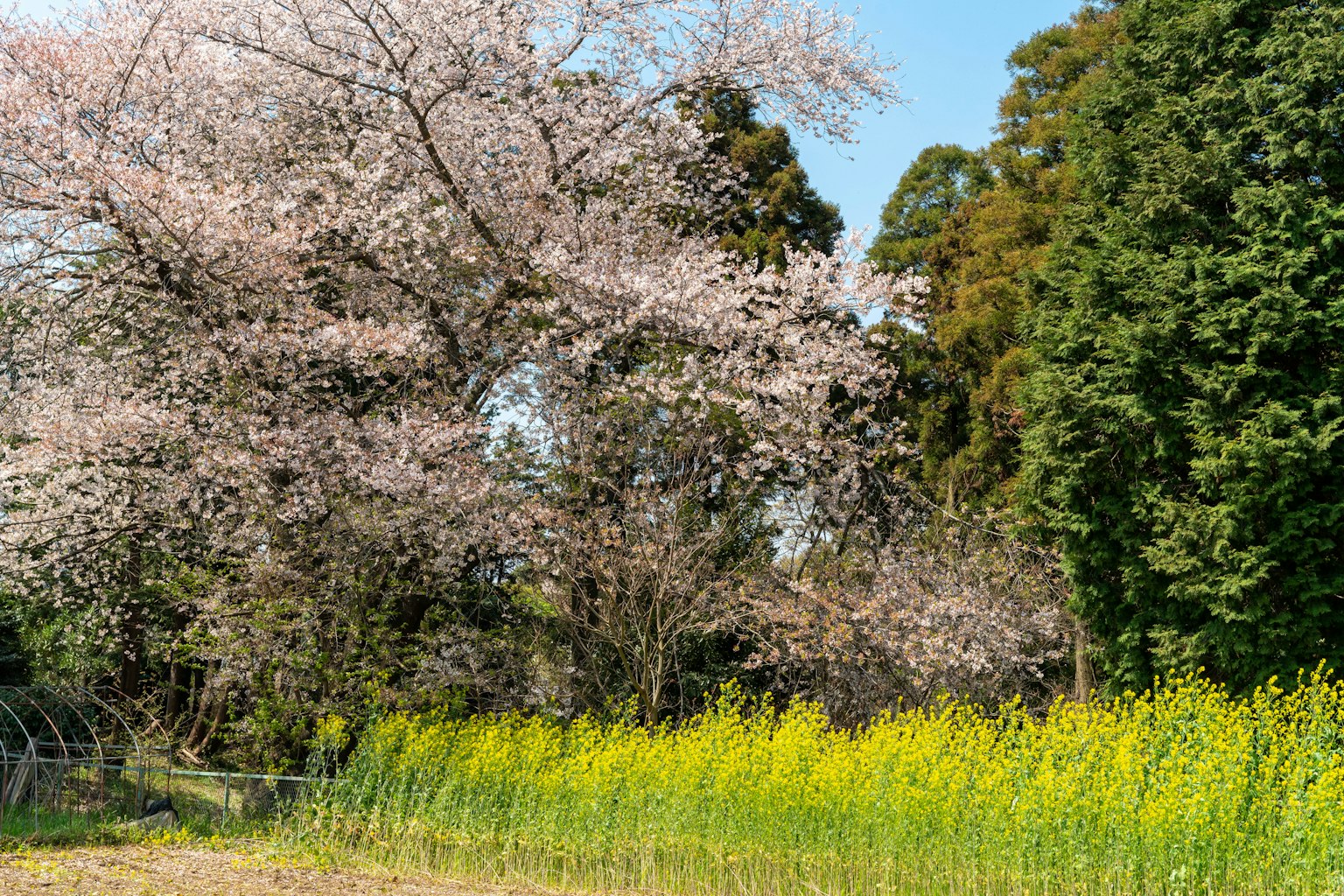 ภูมิทัศน์ที่มีต้นซากุระและดอกเรพซีดสีเหลือง