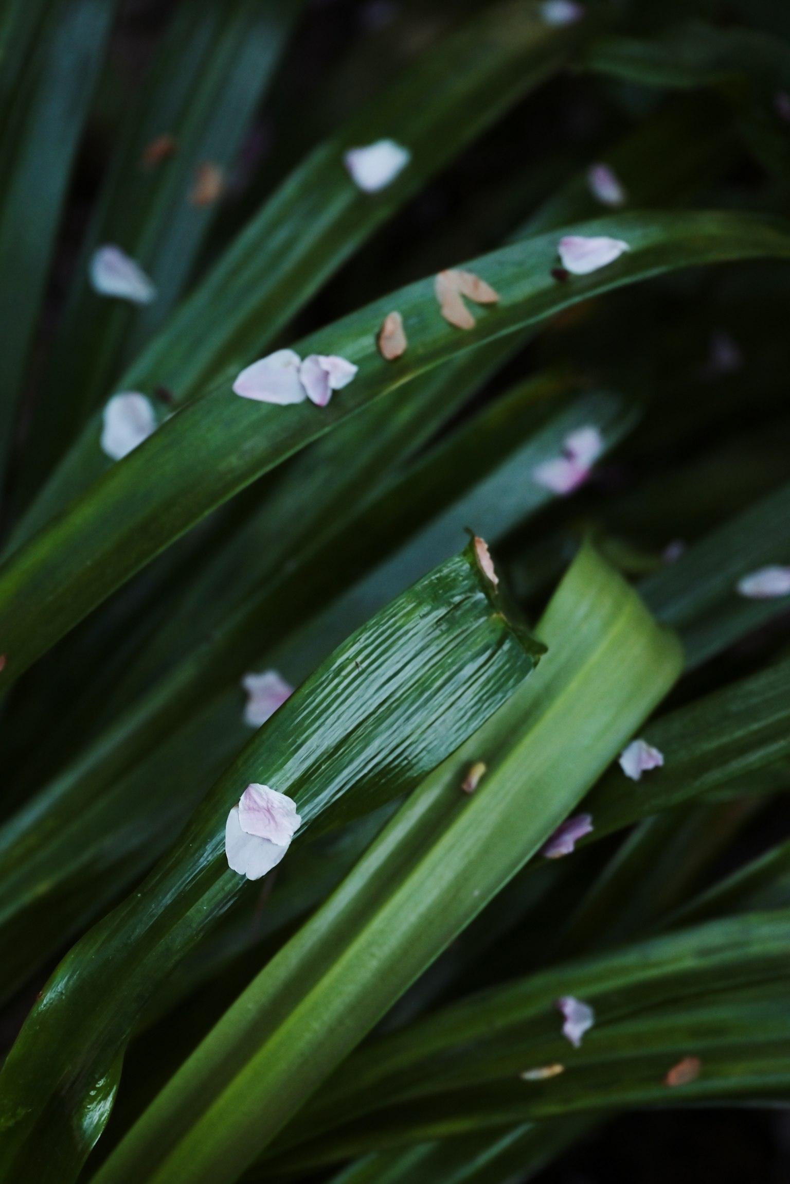 Primo piano di foglie verdi sparse di petali di fiori di ciliegio