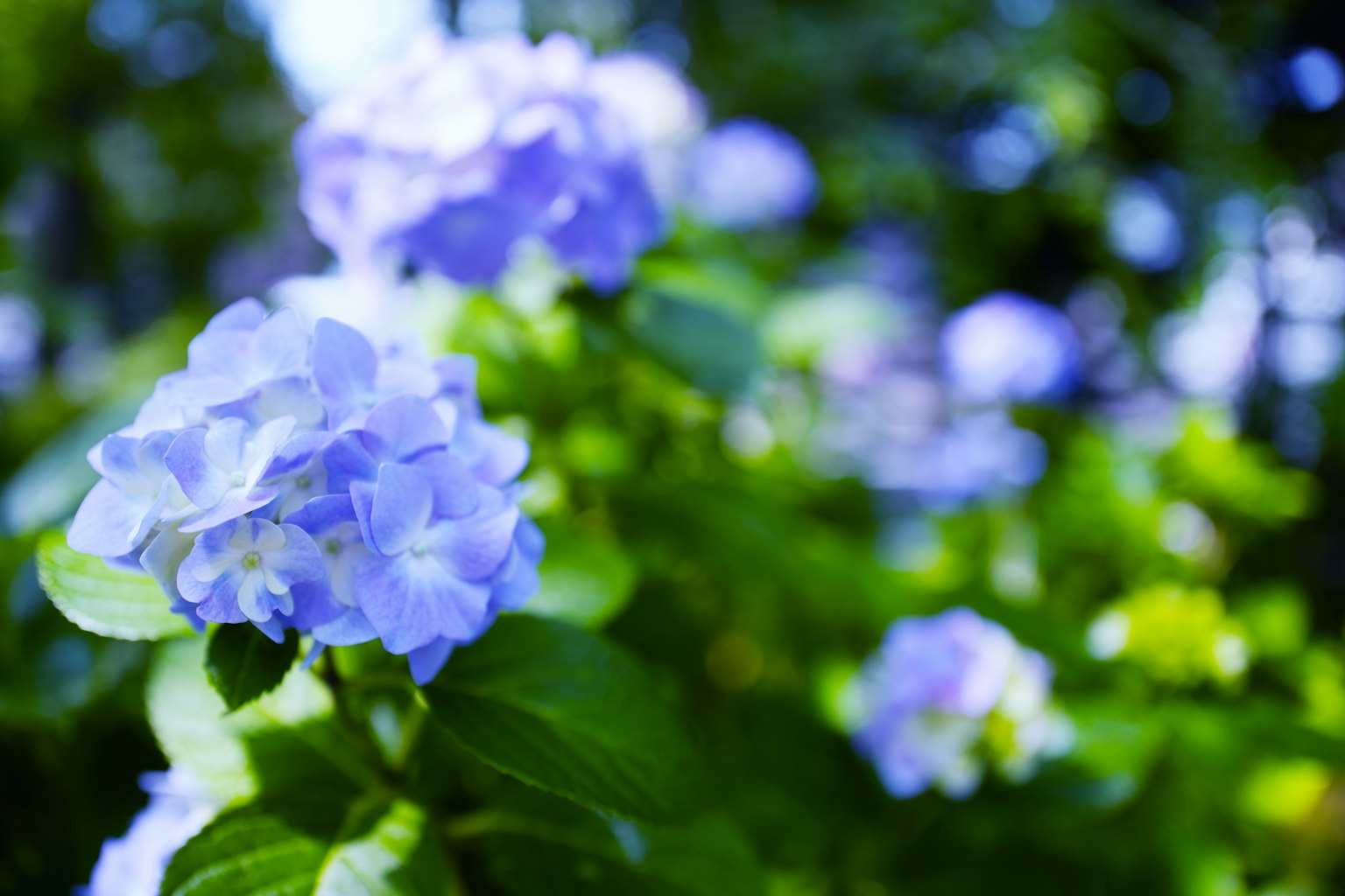 Schöne Szene mit blauen Hortensienblüten, umgeben von grünen Blättern