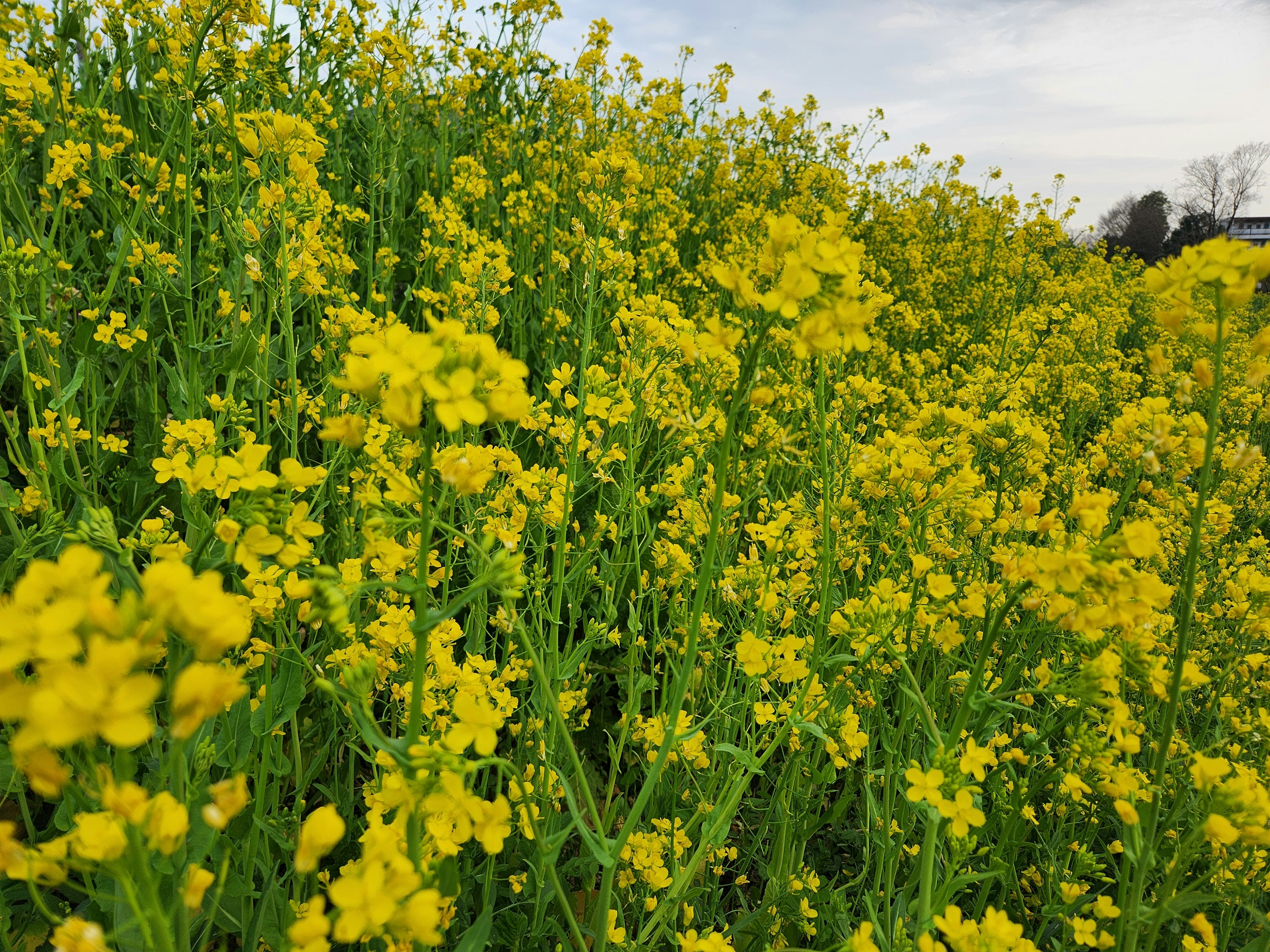 菜の花畑の黄色い花が広がる春の景色