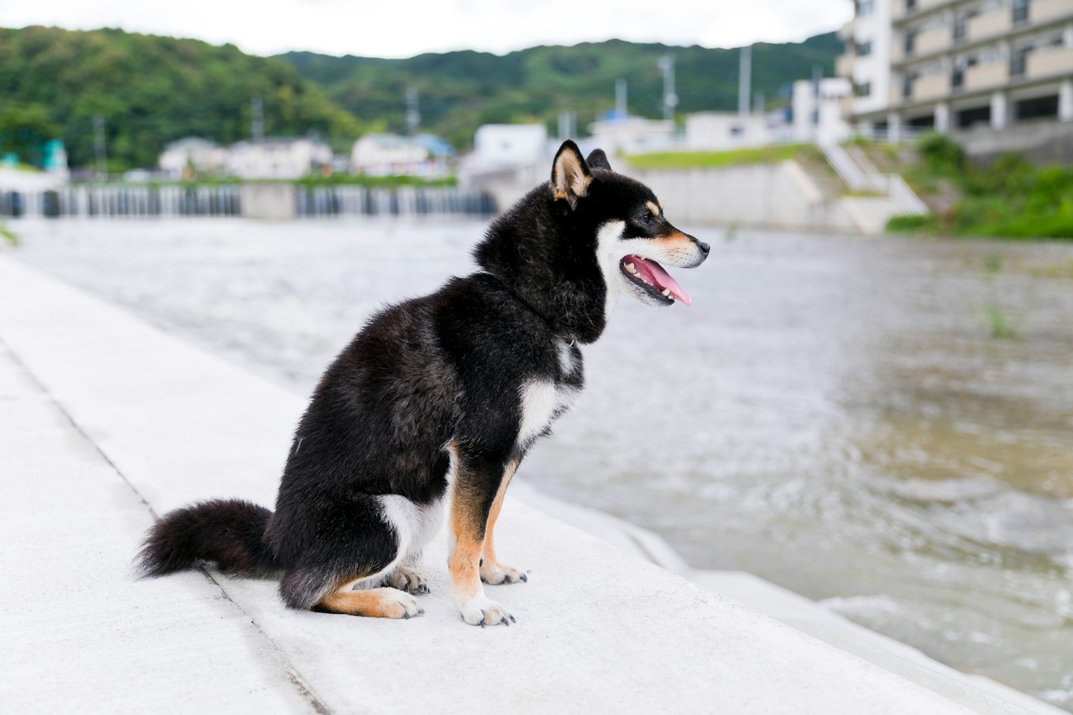 Shiba Inu nero seduto vicino al fiume