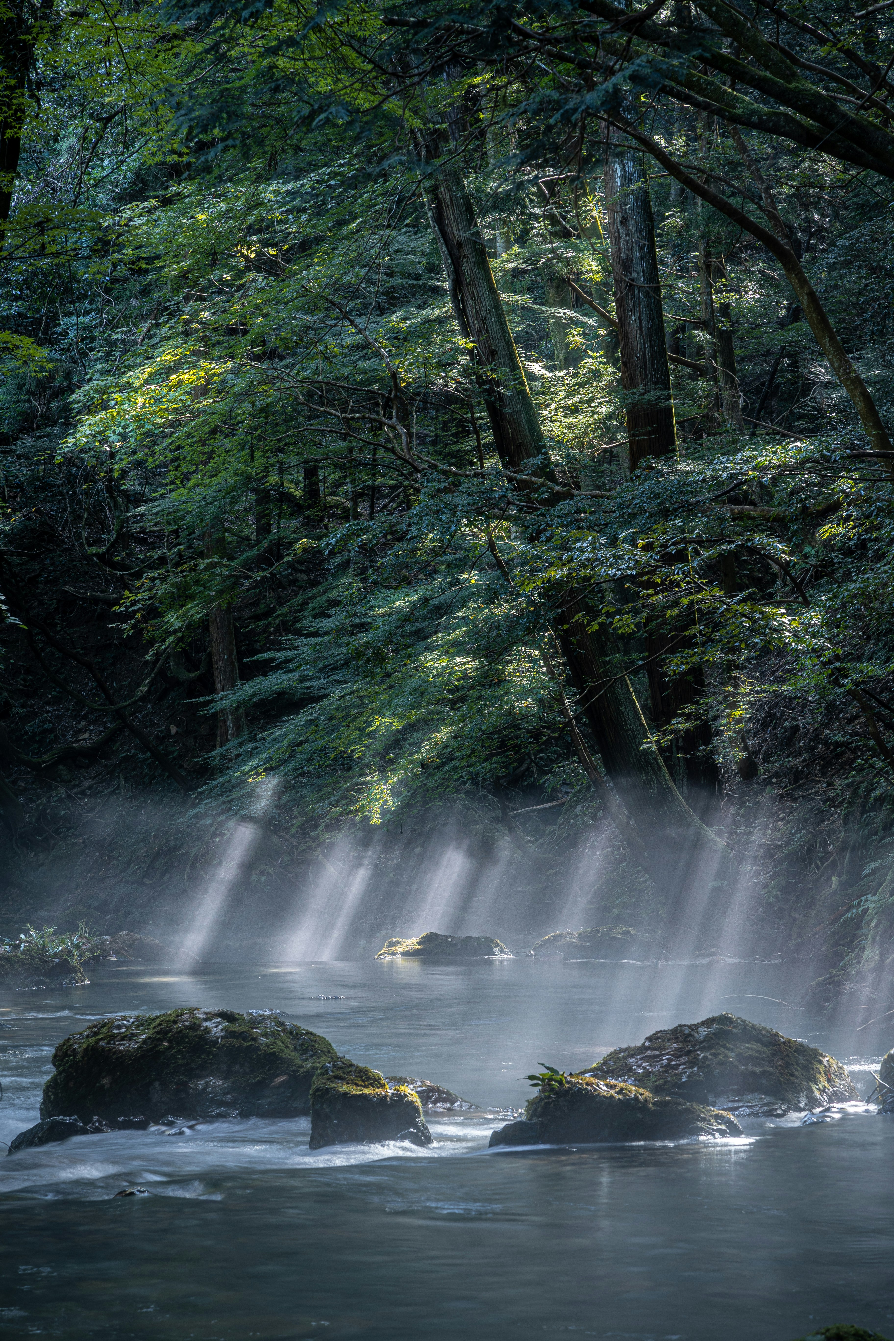 霧のかかった渓流と苔むす岩のある森の風景
