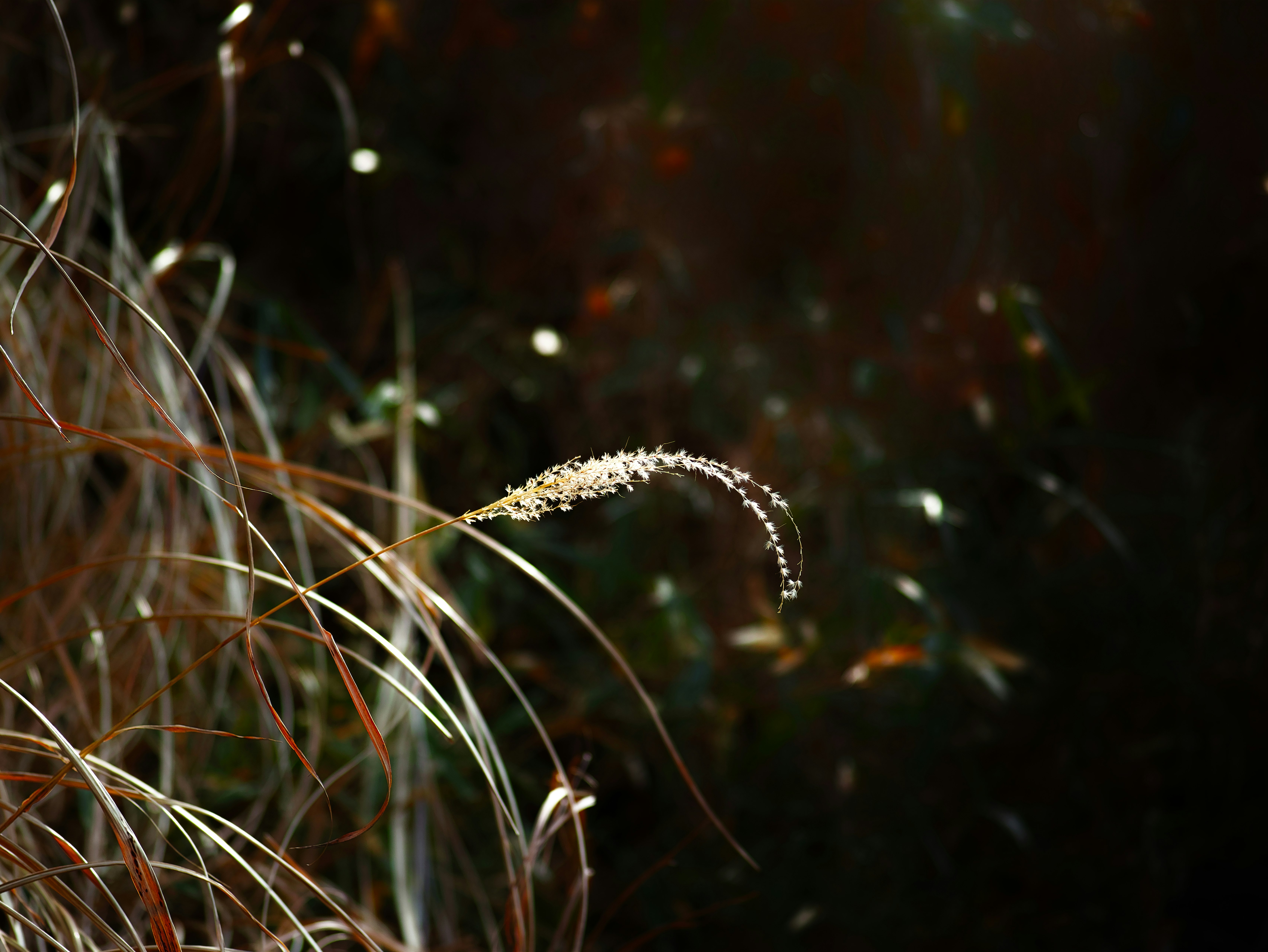 petites tiges de graines d’herbe qui ondulent dans un champ sombre aux reflets flous