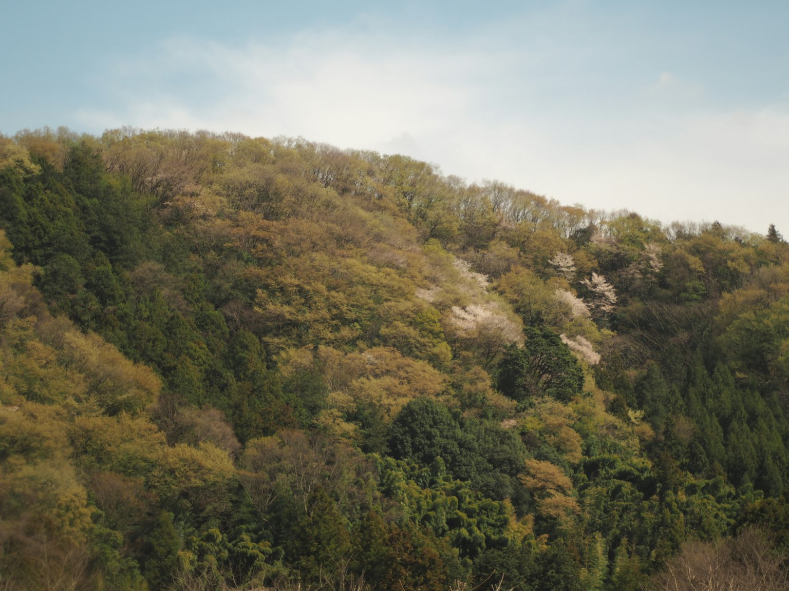 Colline verdeggiante con fiori di primavera in fiore