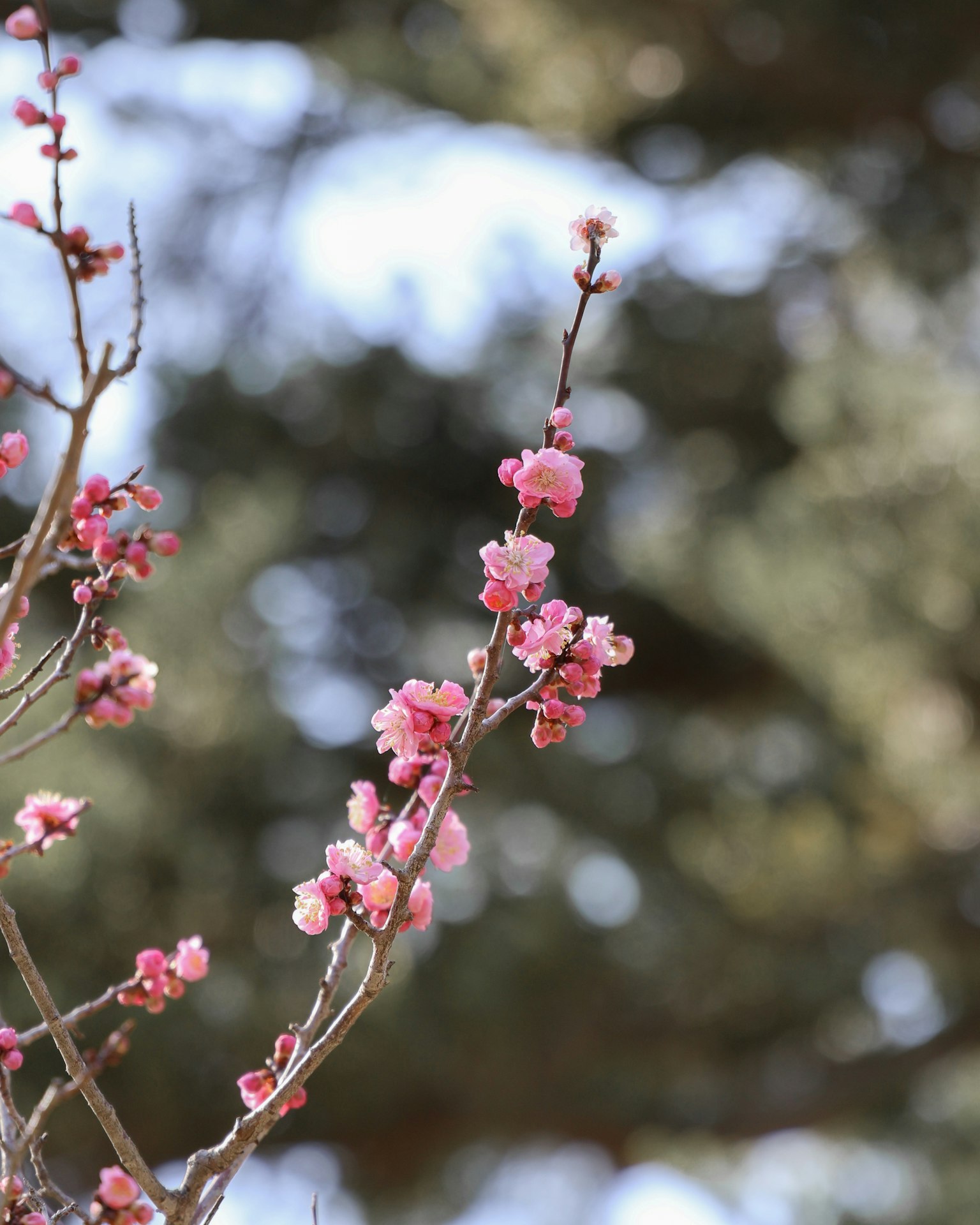 Close-up of cherry blossom branches with pink flowers blurred green trees in the background