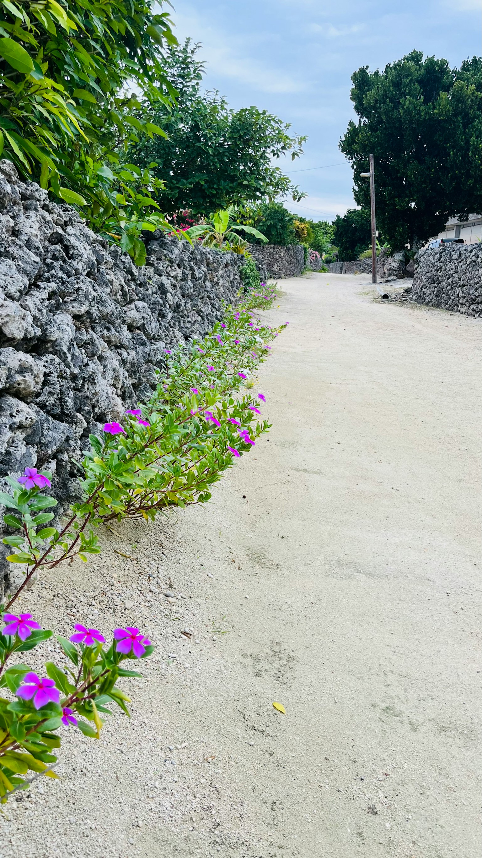 Strada non pavimentata con fiori viola lungo un muro di pietra