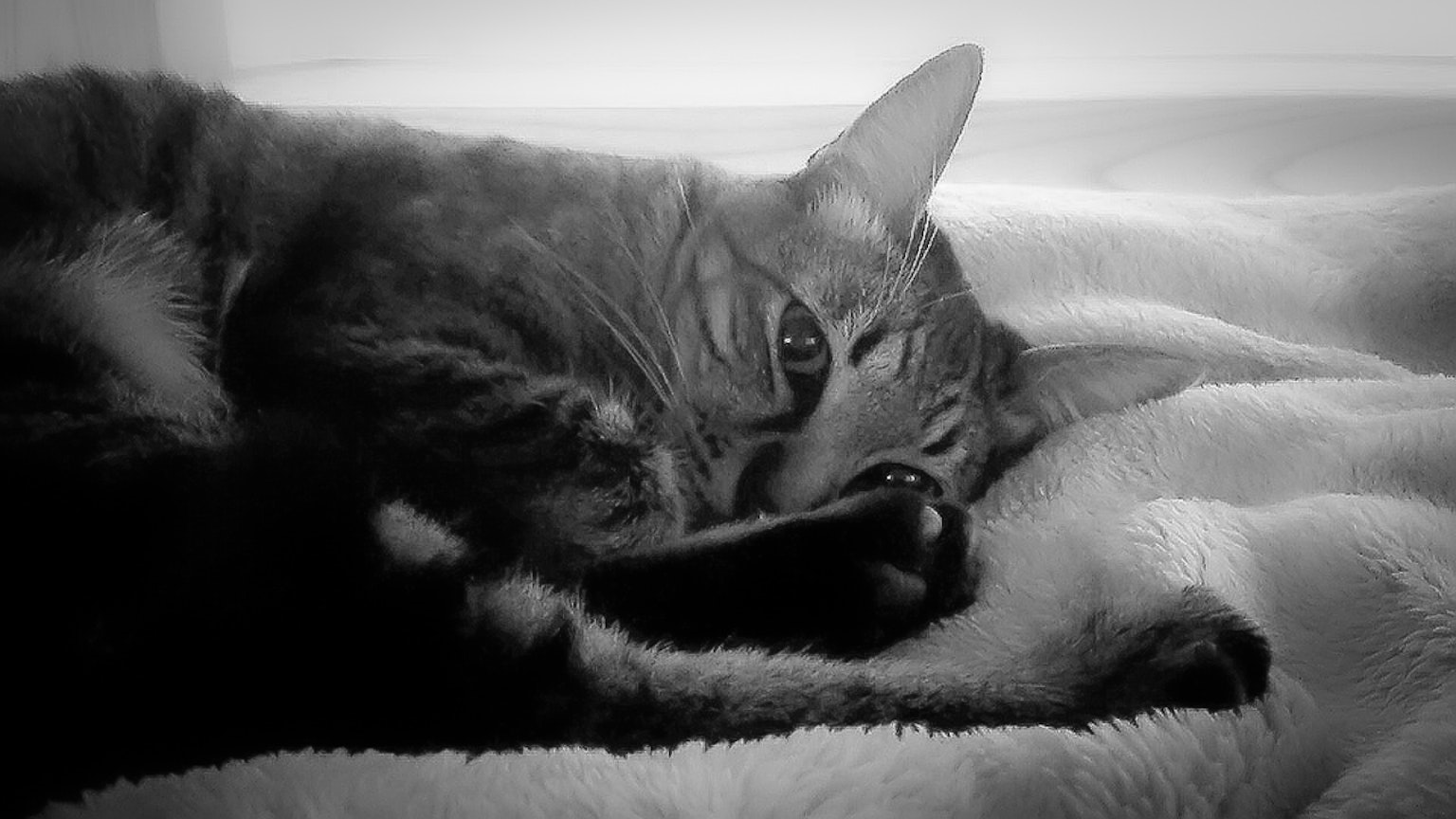 Gatto bianco e nero che si rilassa su una morbida coperta
