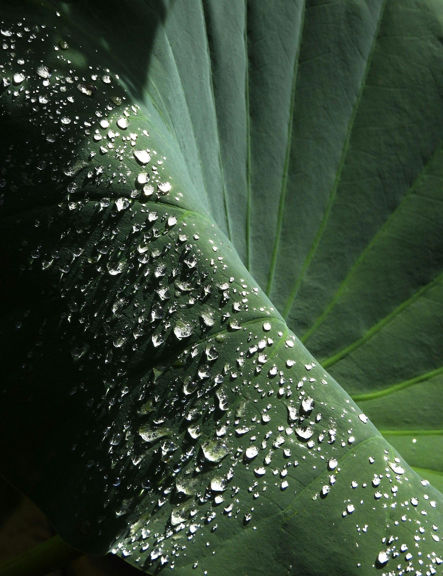 緑の葉に水滴が付いている様子が鮮明に捉えられている