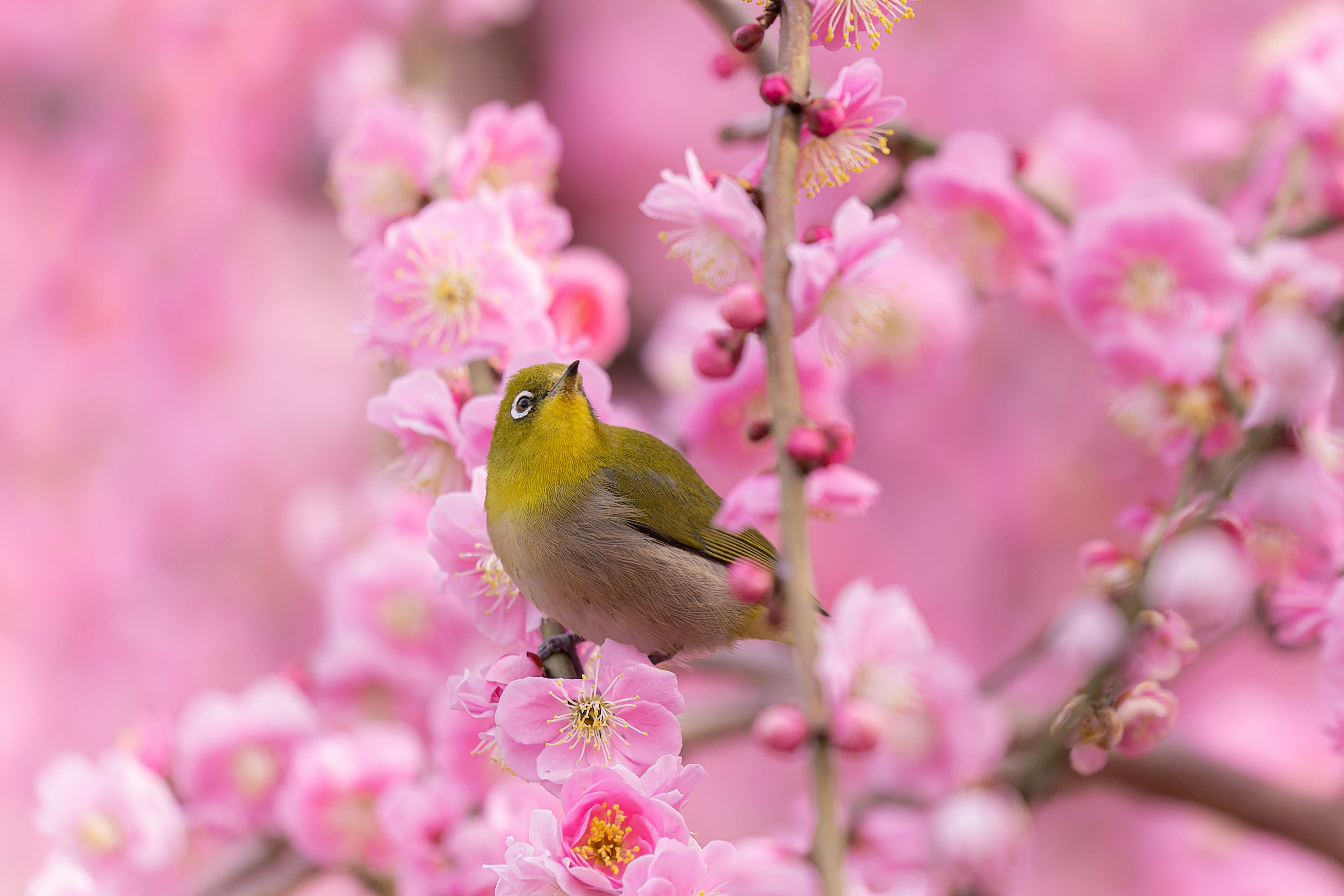 桃色の花にとまるメジロの小鳥