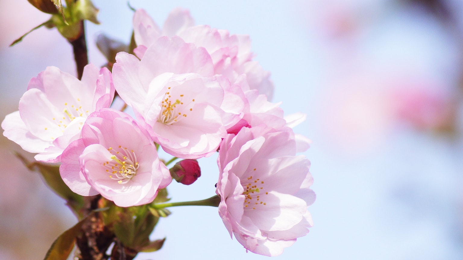 Pemandangan indah bunga sakura yang mekar