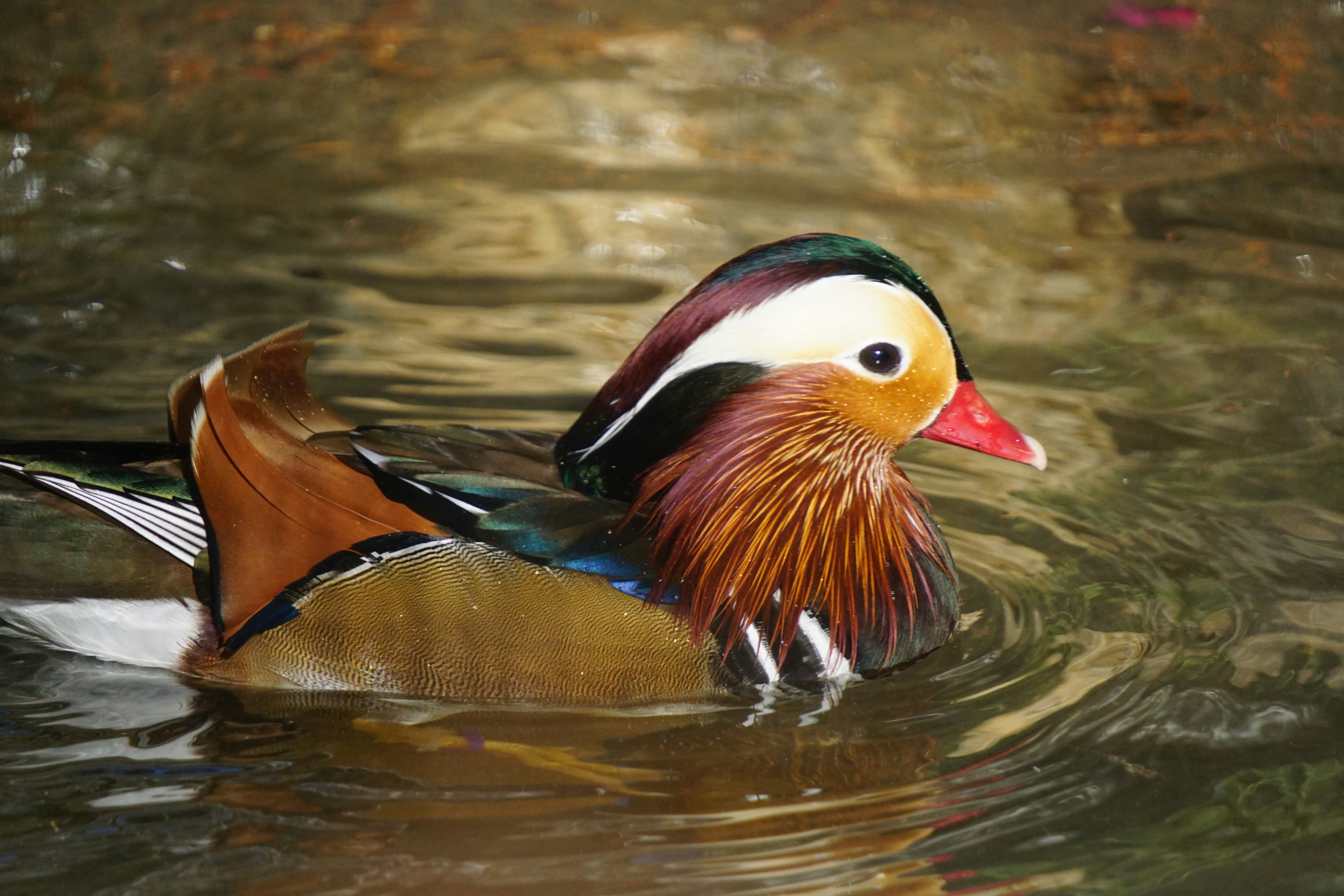 ein mandarinentenartiger Vogel schwimmt auf dem Wasser