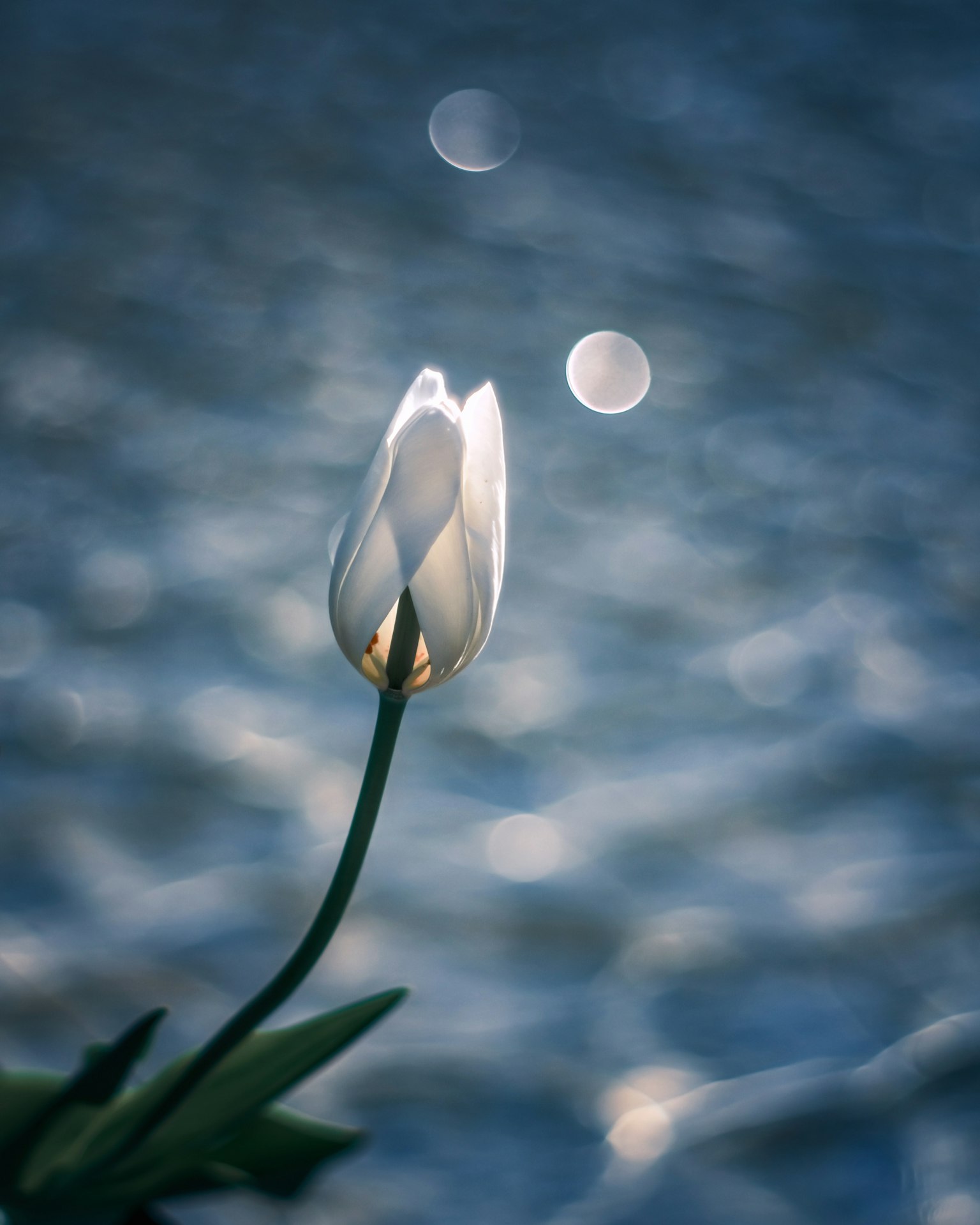Eine weiße Tulpenblume, die auf dem Wasser schwimmt, mit sanften Lichtreflexionen