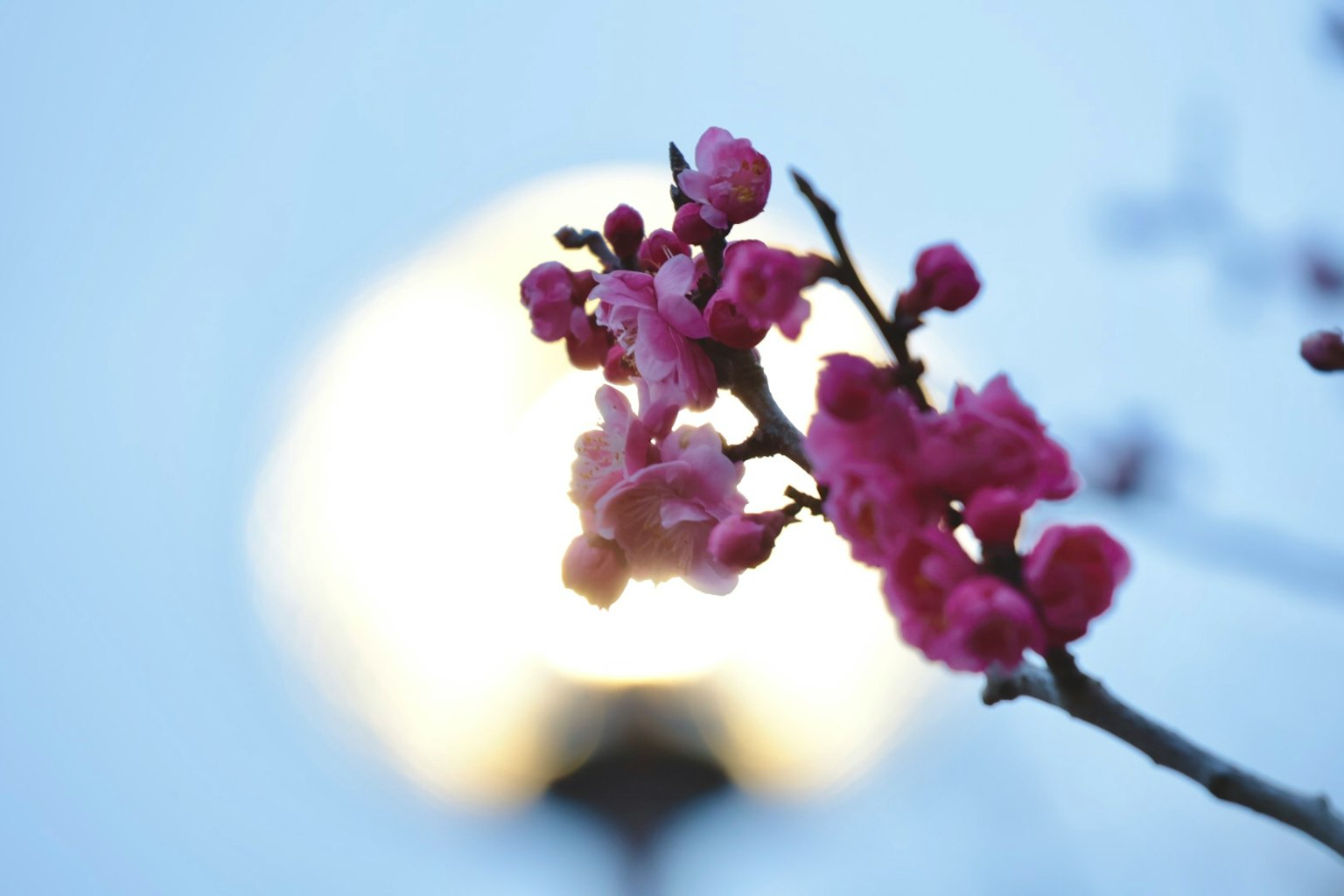 Fiori rosa su un ramo con una luce sfocata sullo sfondo